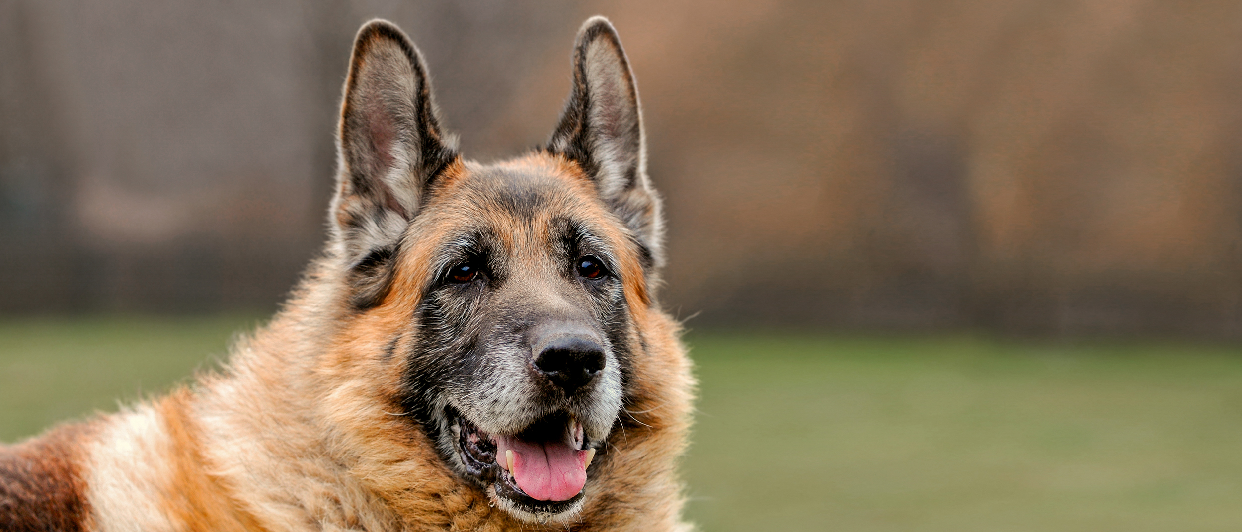 Ageing German Shepherd standing outdoors in a field.