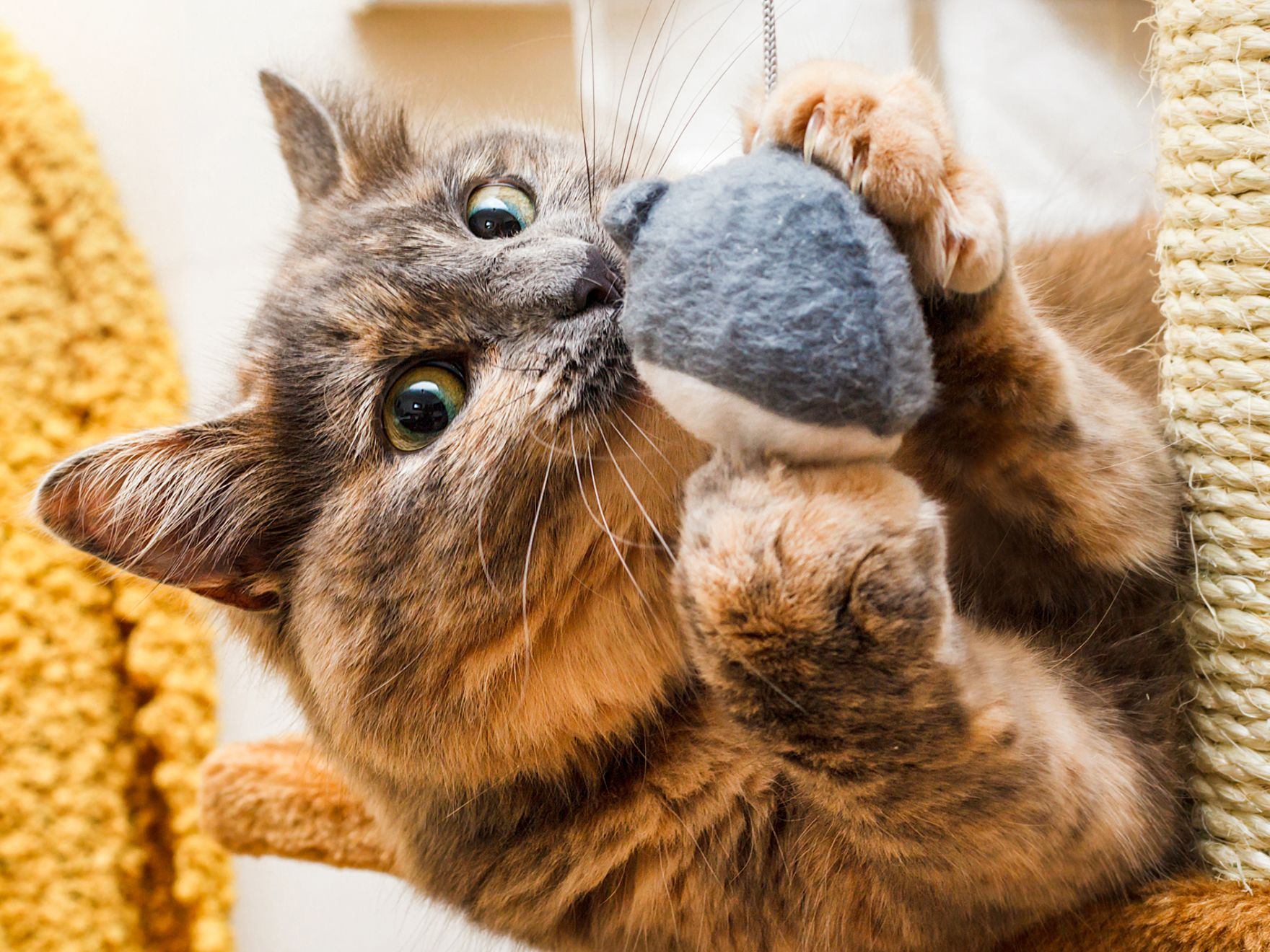 Adult cat laying down on a cat tree playing with a toy