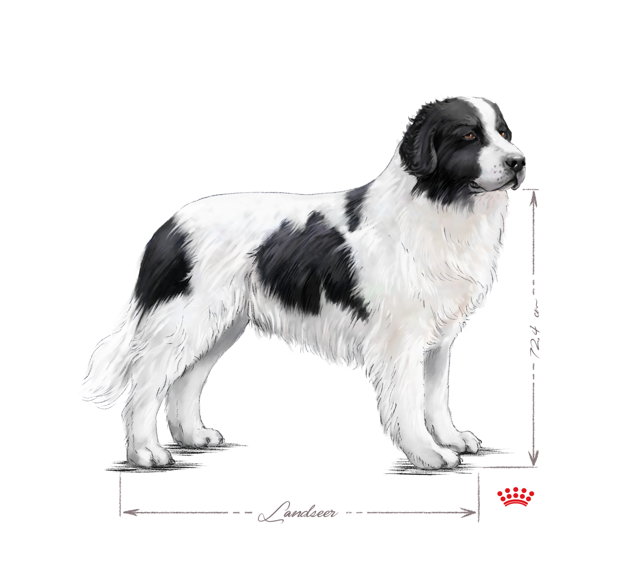 Landseer adult black and white