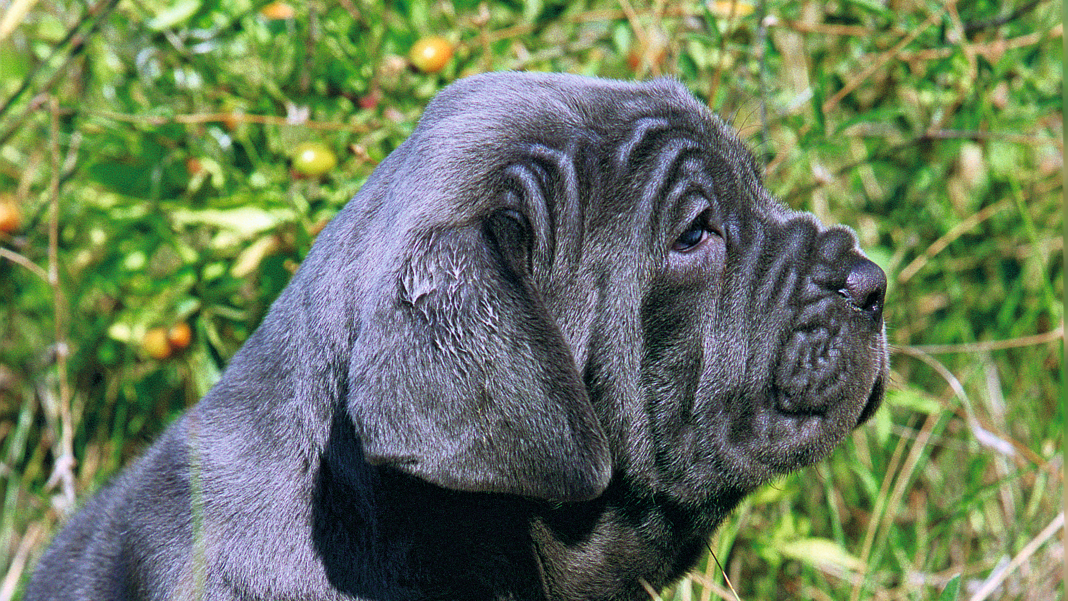 Side view close-up of black Neapolitan Mastiff puppy