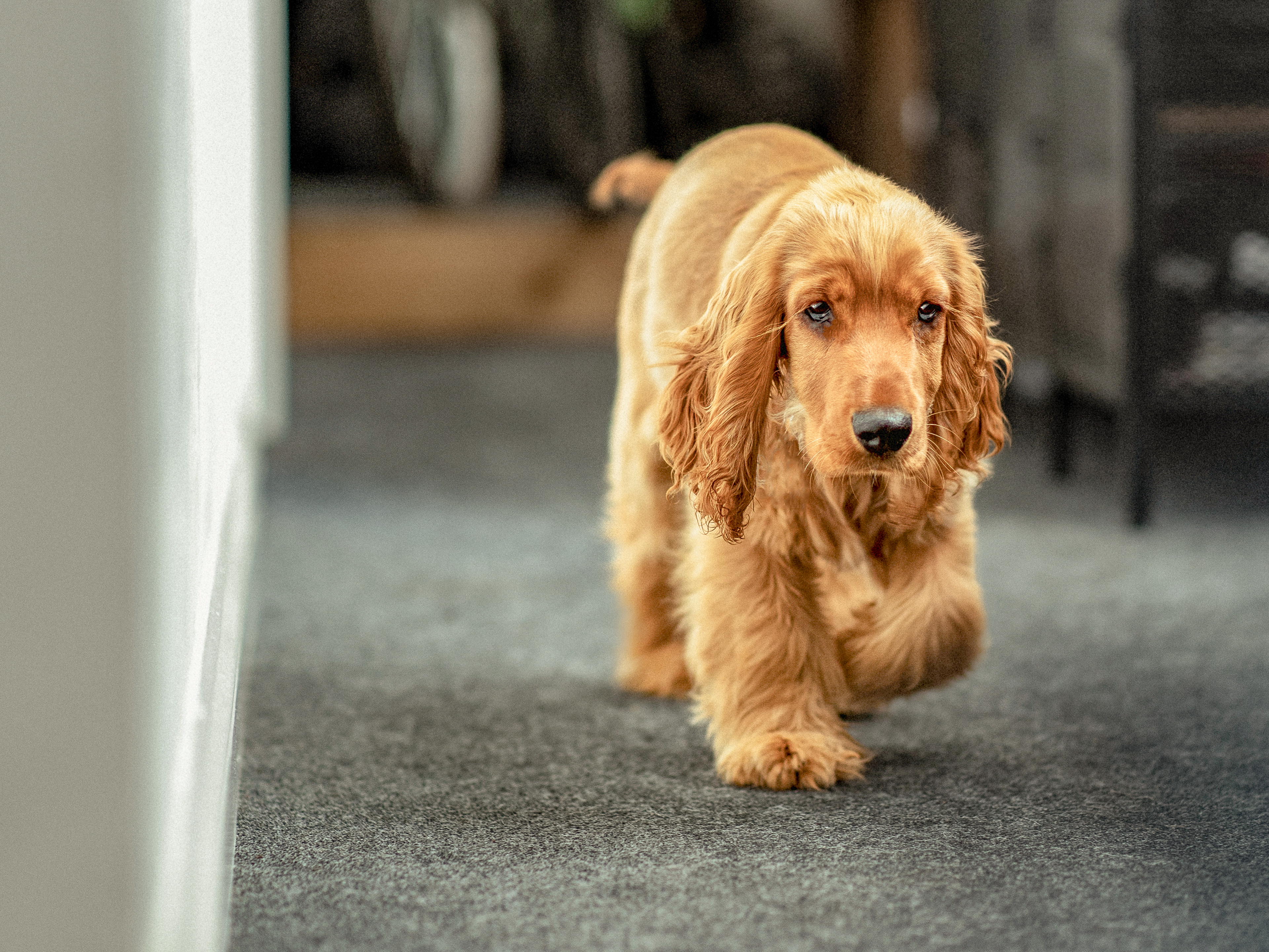 American Cocker Spaniel puppy walking indoors behind owner