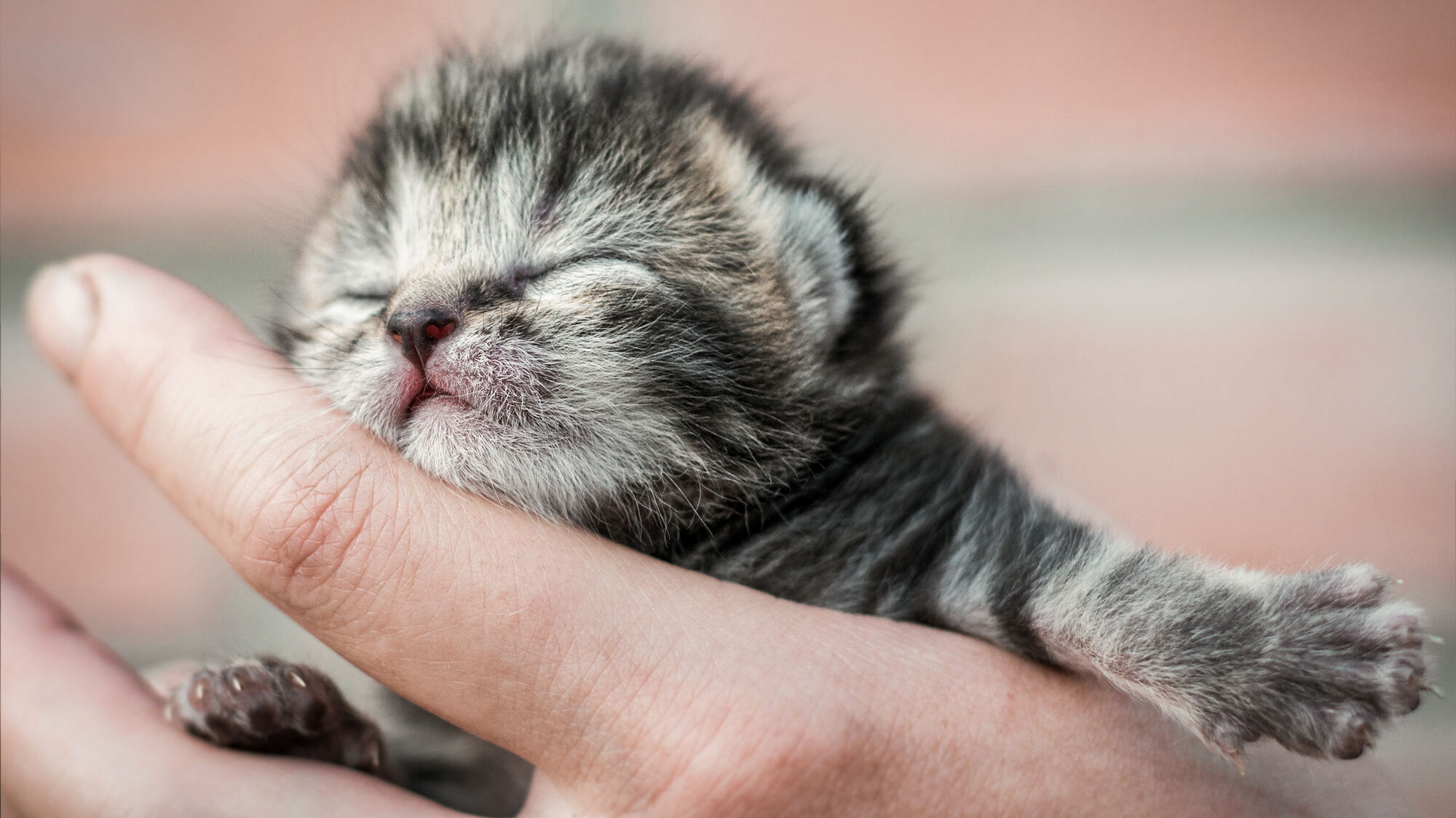 Small grey and white kitten eating from a stainless steel bowl indoors