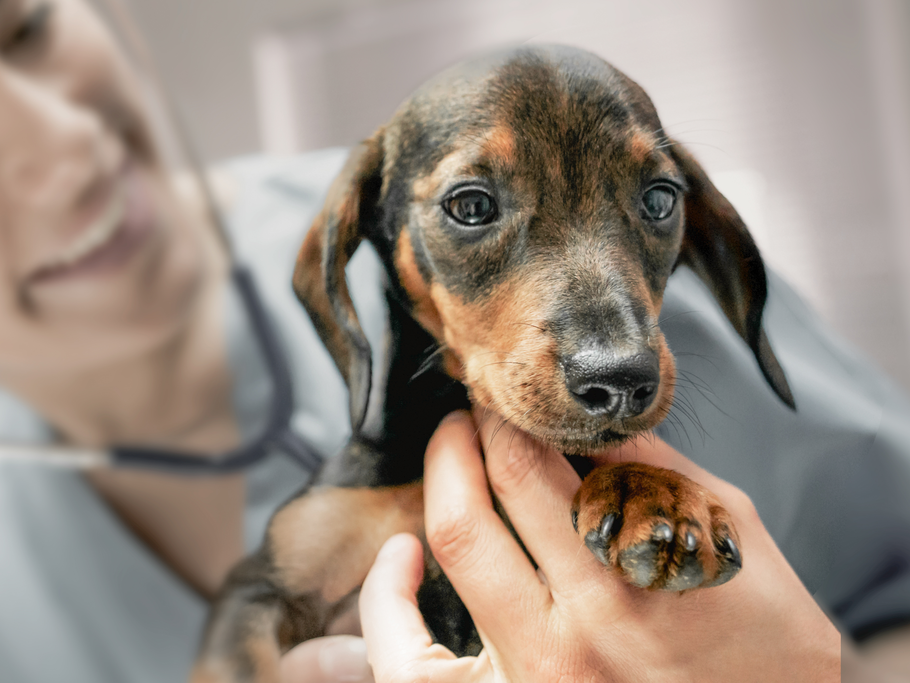 Dachshund puppy being examined by a vet