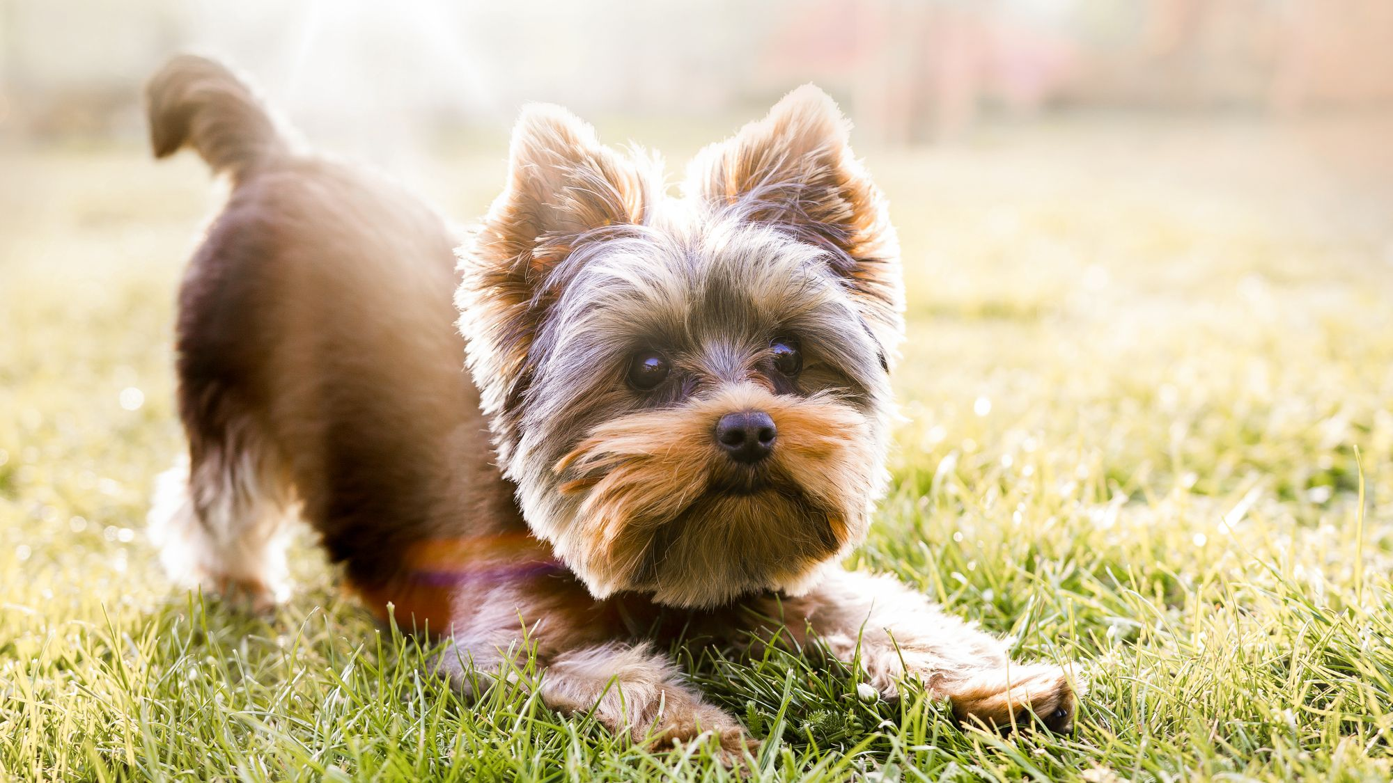 Yorkshire Terrier playing in the grass