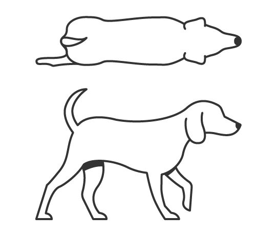 Dog body condition score 6