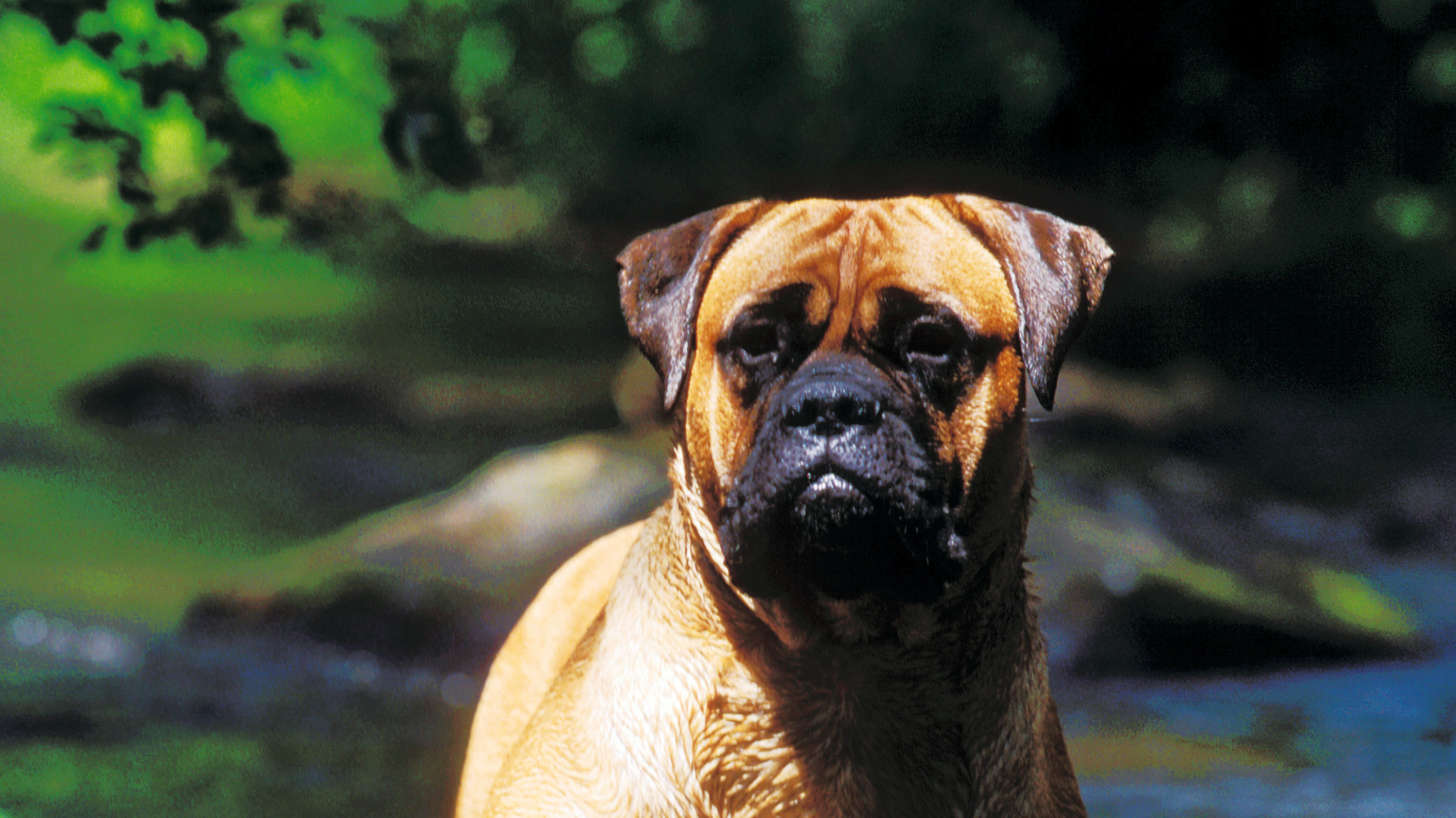 An adult and puppy Bullmastiff paddling in a stream