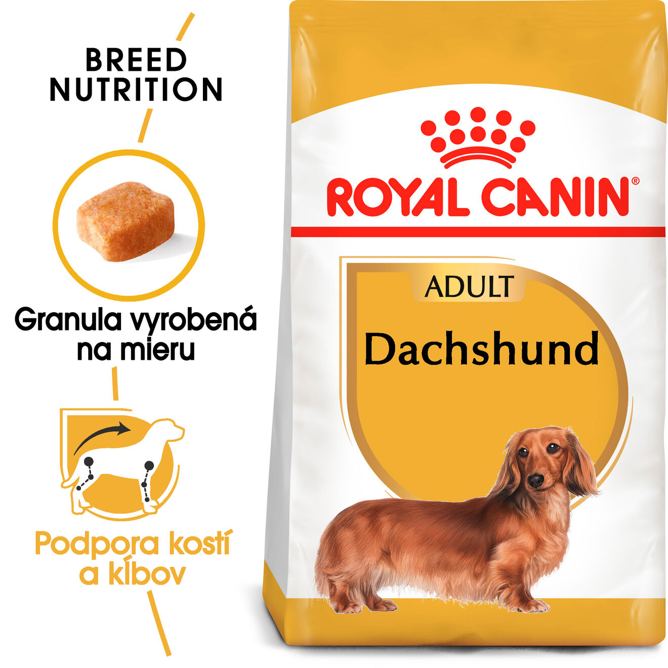 Dachshund adult