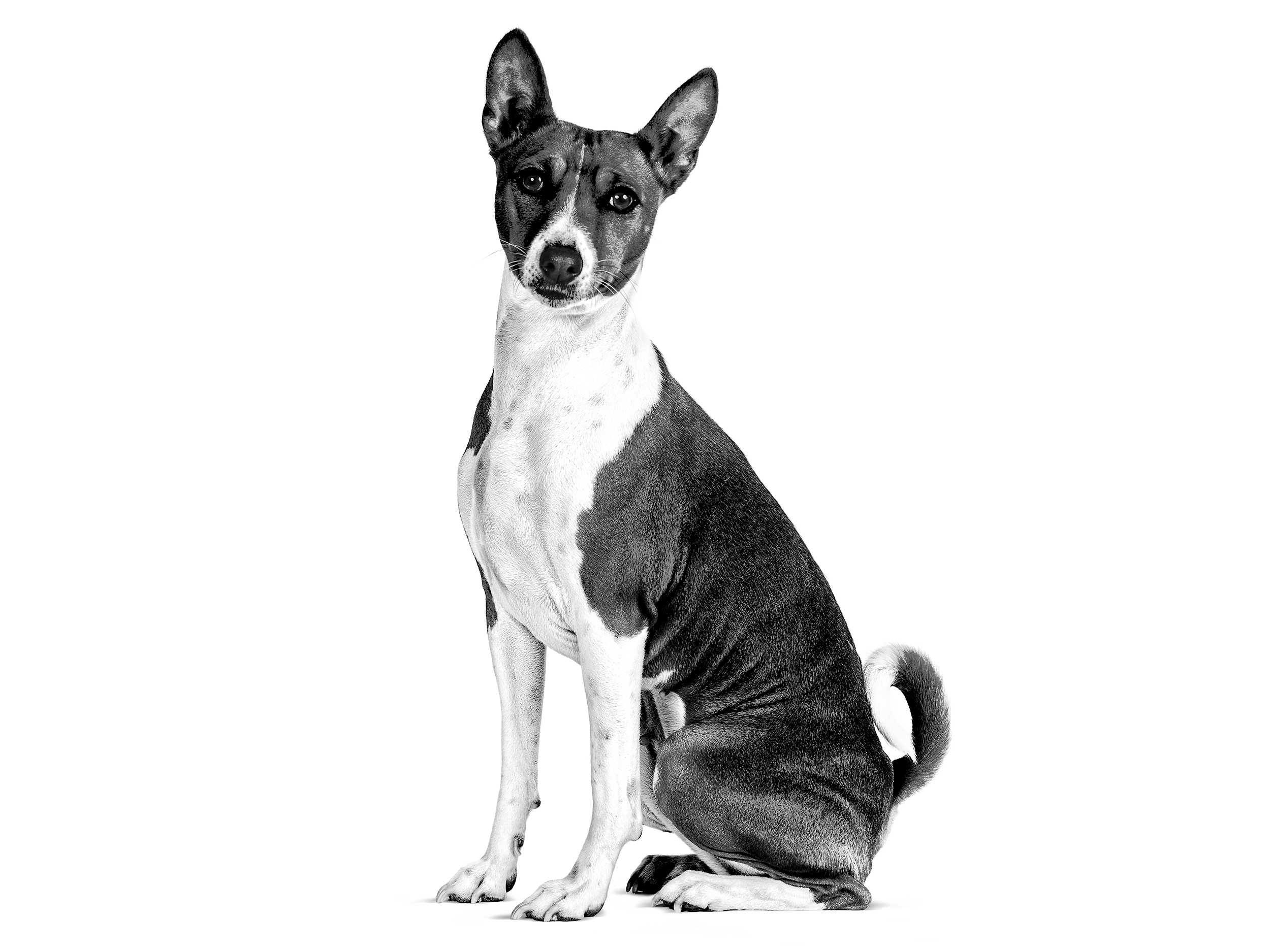 Black and white basenji sales dog