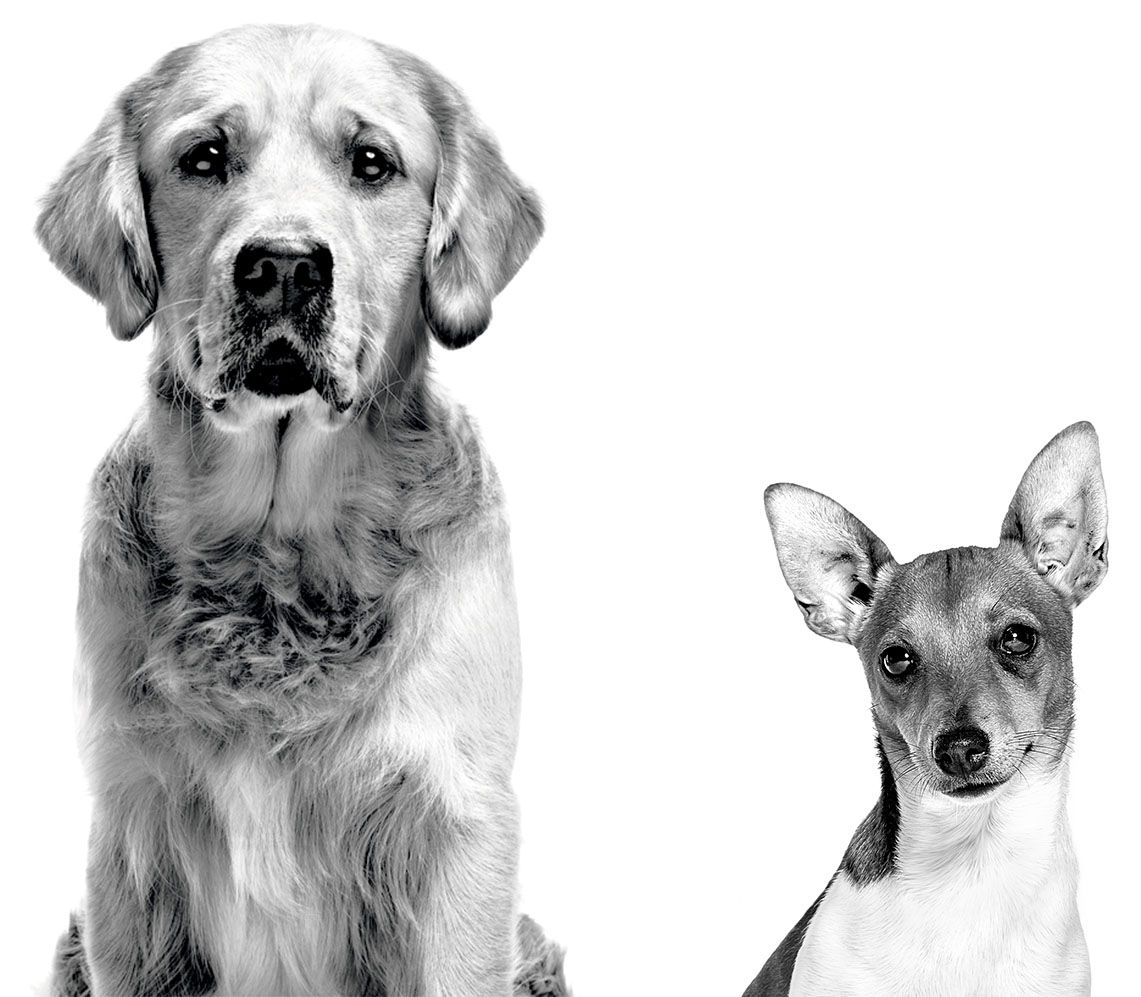 Labrador Retriever and Portuguese Podango adults sitting in black and white on a white background