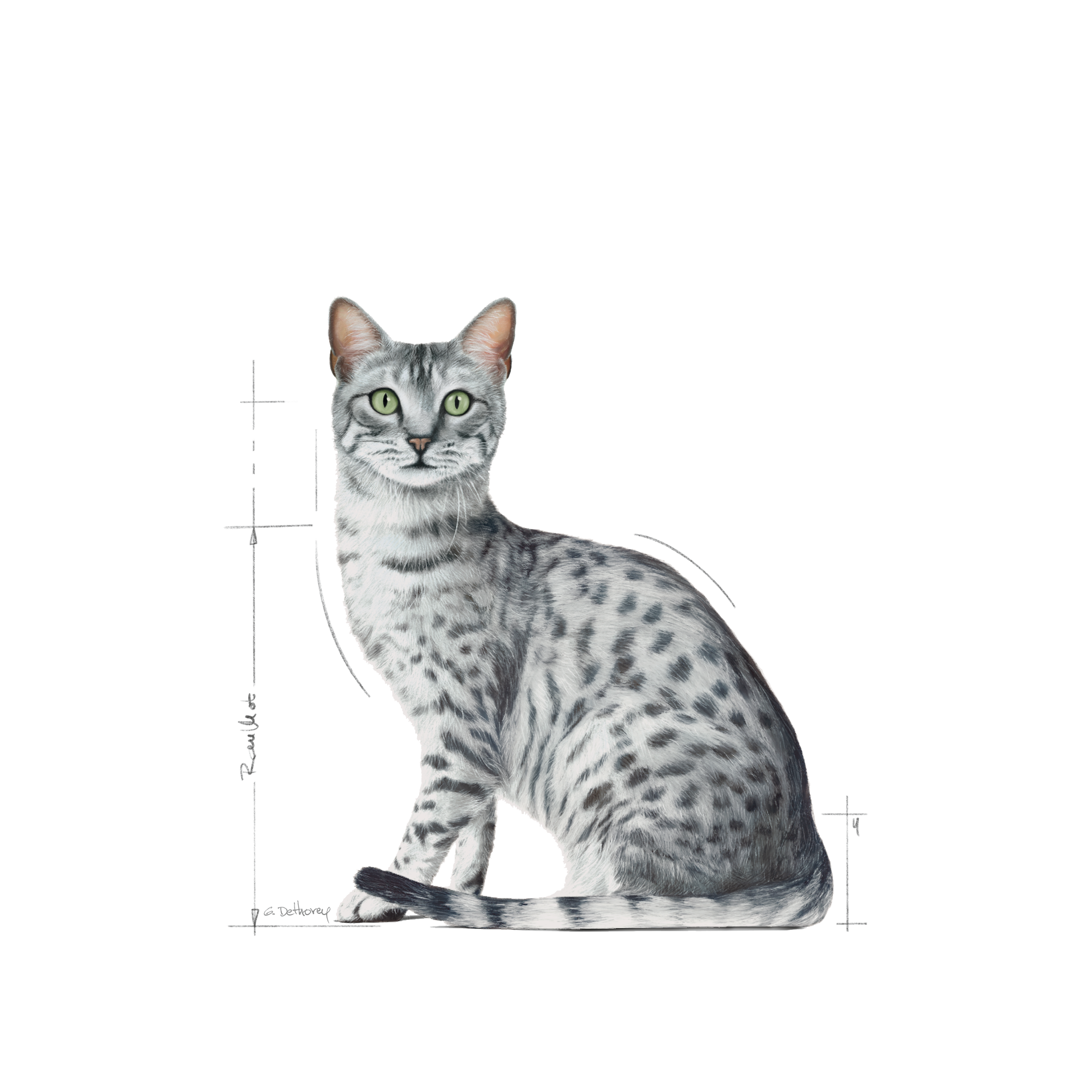 Royal Canin 6608989 Feline Sterilized 7-1500g,Multicolor