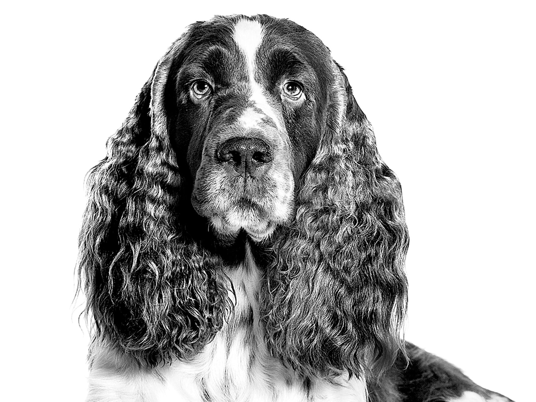 Springer Spaniel Inglese adulto sdraiato in bianco e nero su sfondo bianco