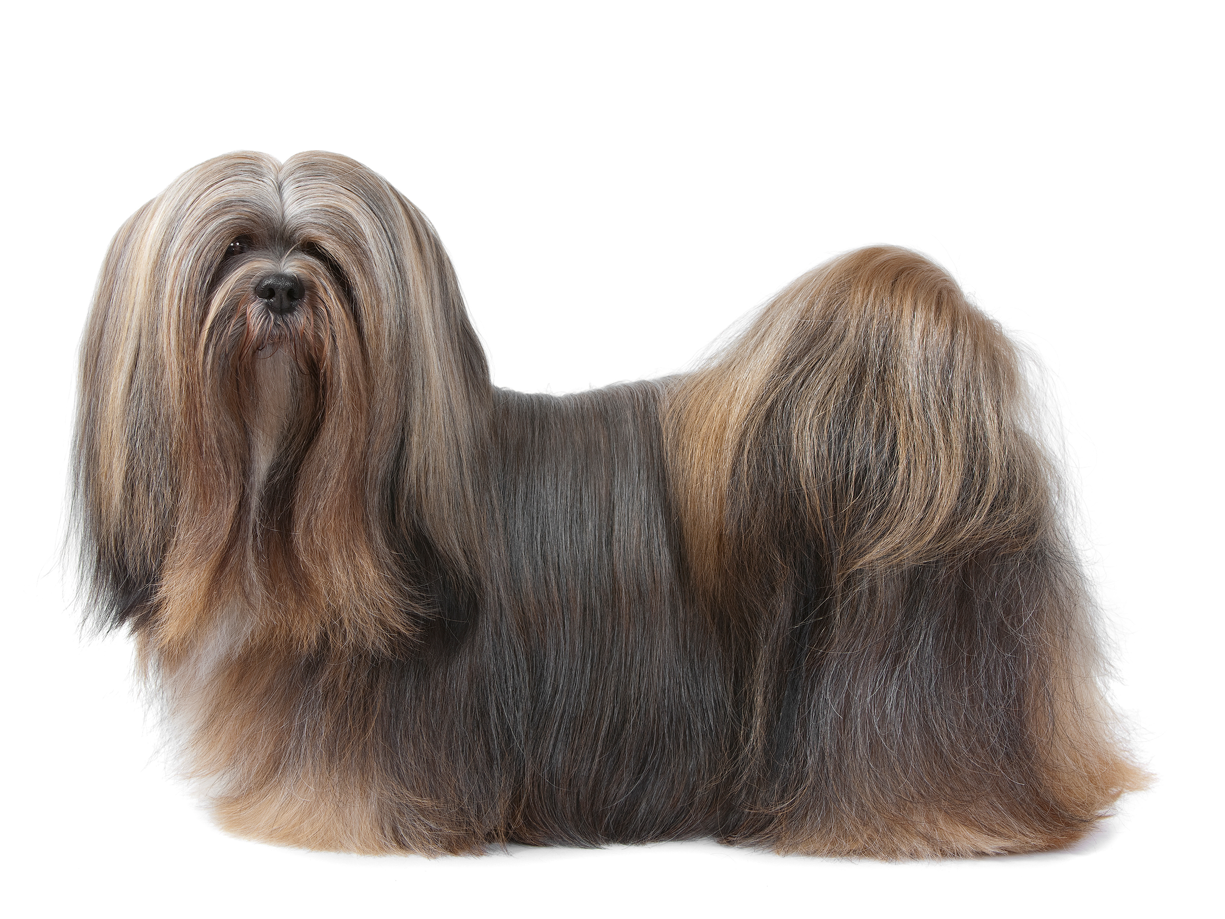 Lhasa Apso adult in black and white