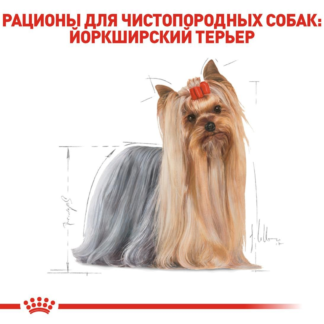 YorkshireTerrier Adult