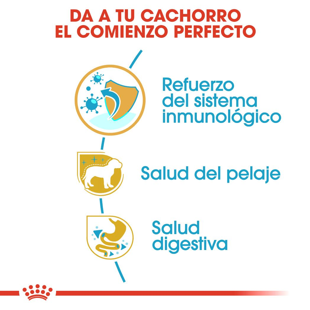 Yorkshire Terrier Puppy