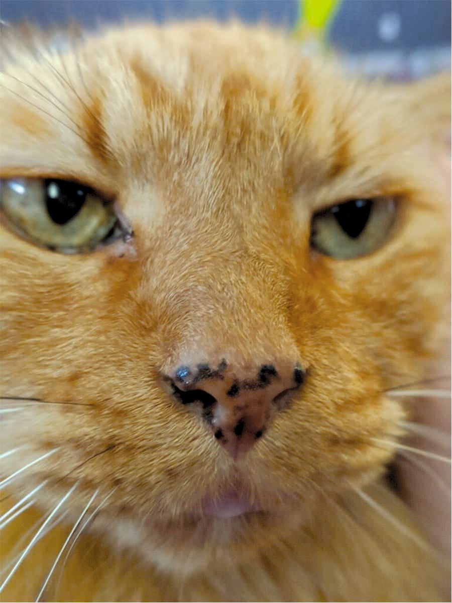 A 17-year-old male neuter DMH cat with larger coalescing lentigines of the nasal planum and nasal philtrum. 