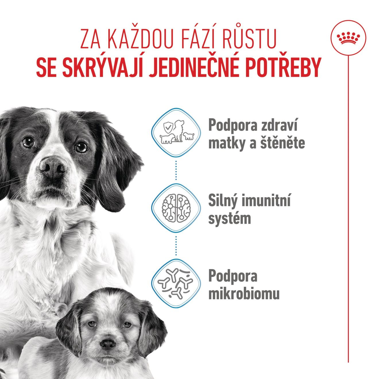MEDIUMSTARTER Mother & Babydog 