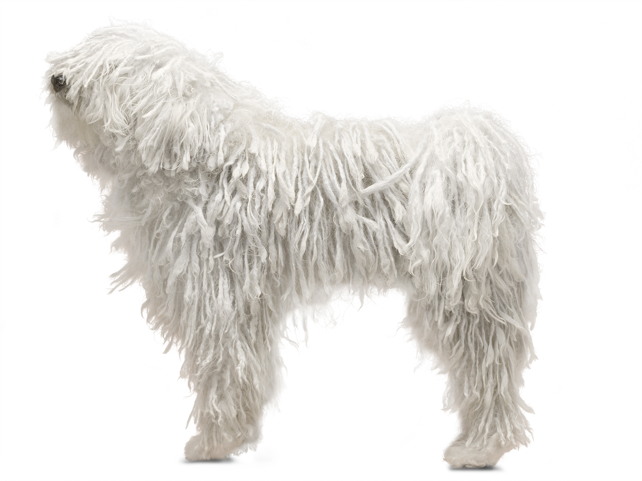 Komondor adult in black and white