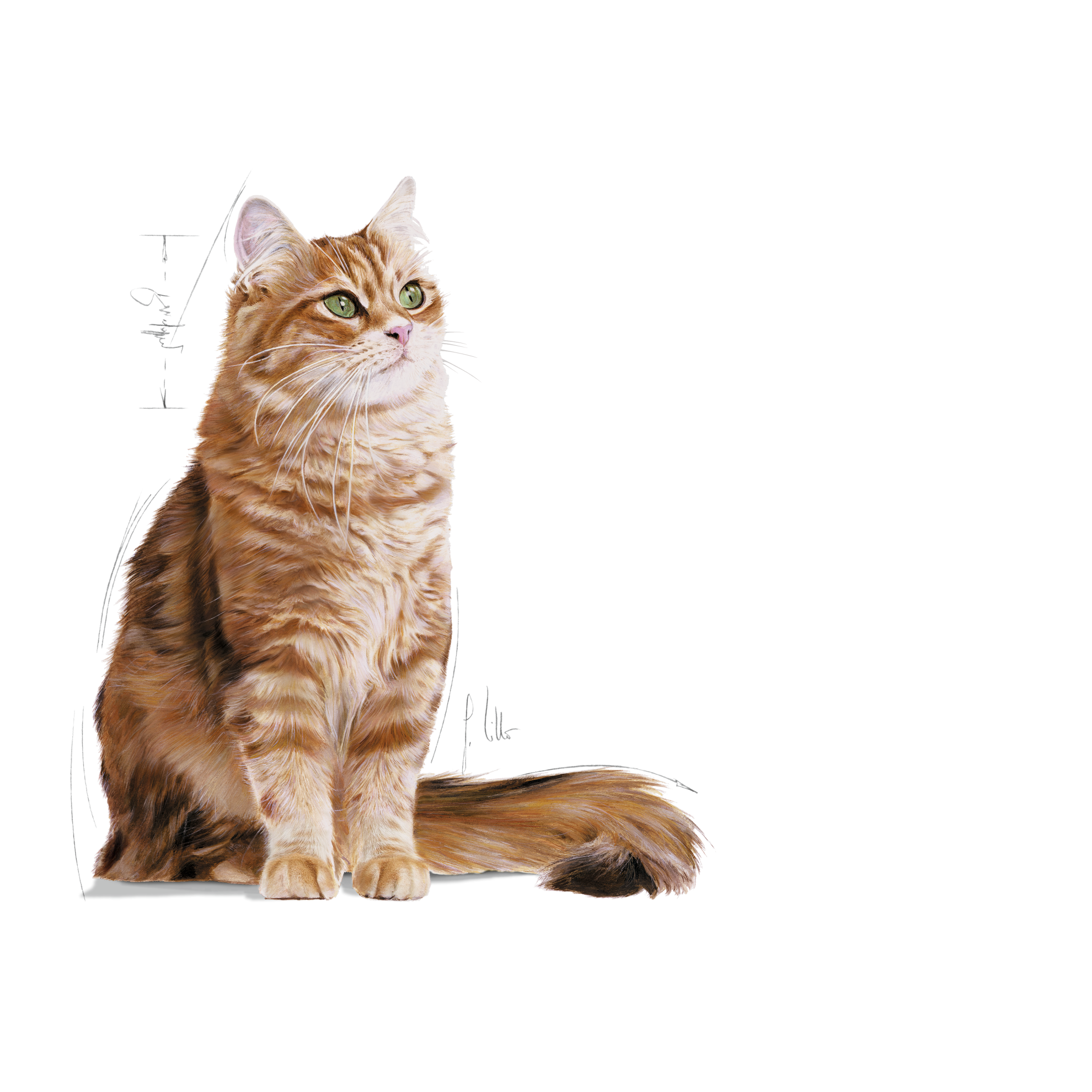 FCN Digestive Care Adult Cat