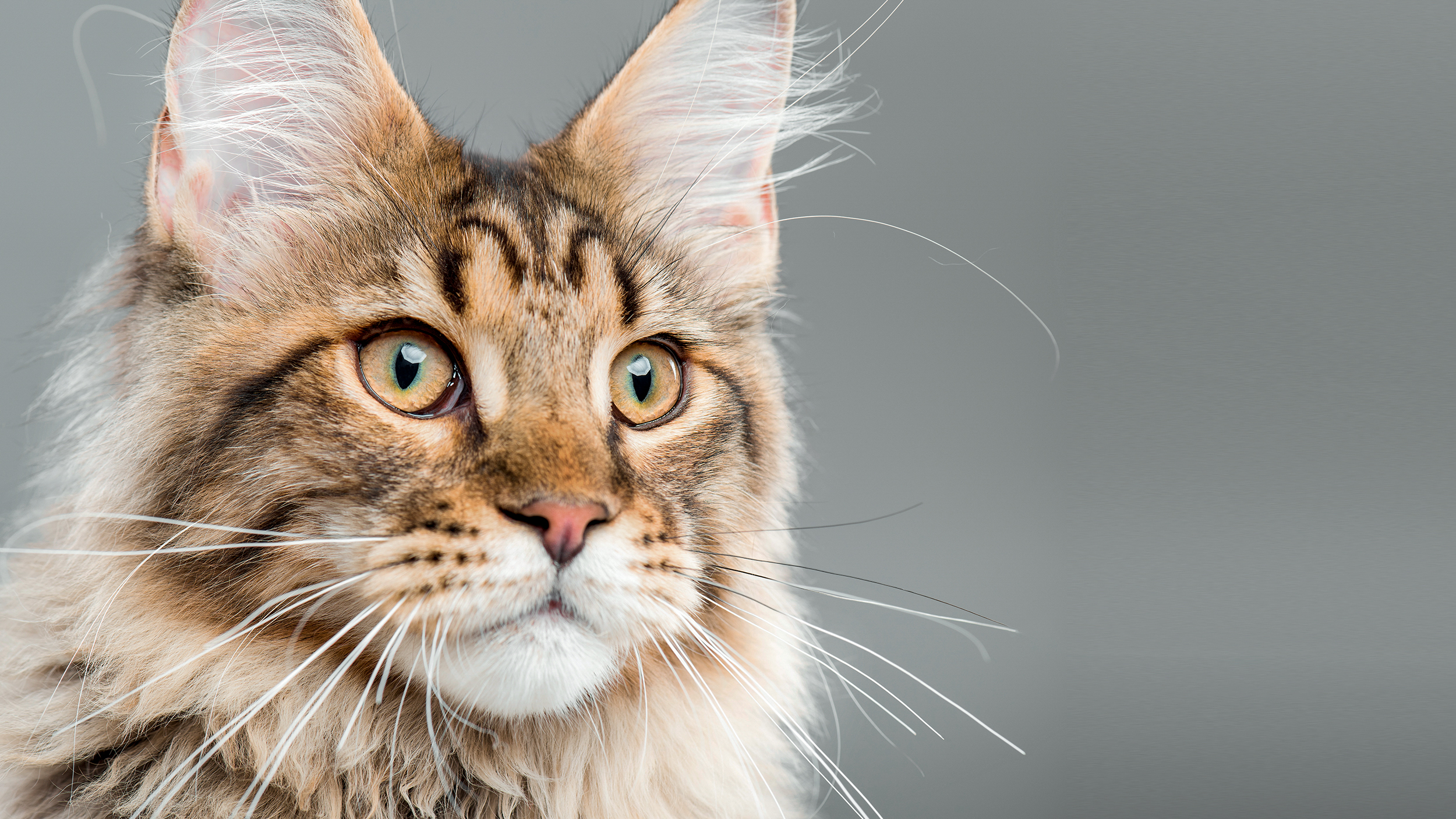 En kattunge av rasen maine coon sitter mot en grå bakgrund.