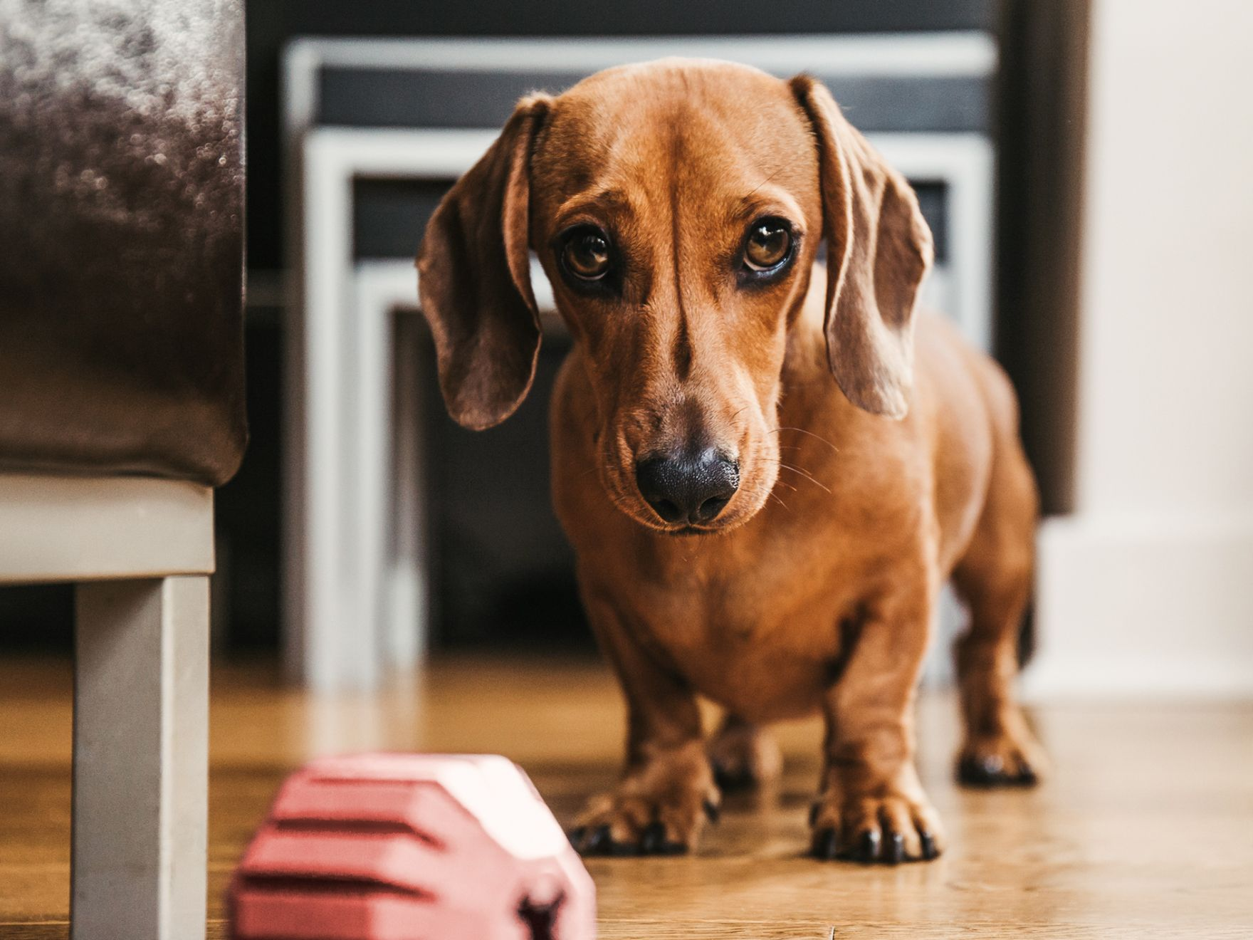 Dachshund adulto de pie en interiores con un juguete rojo