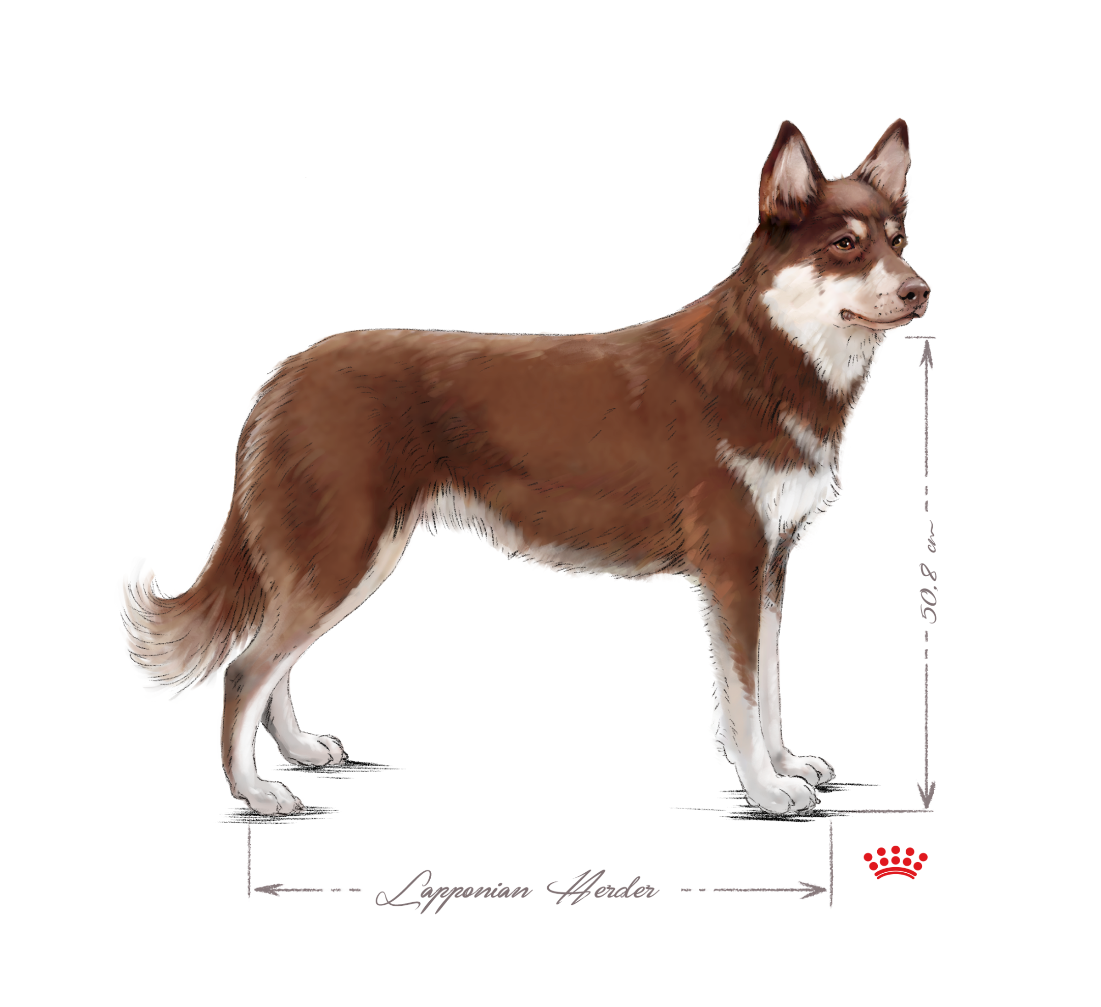 Lapponian Herder adult black and white