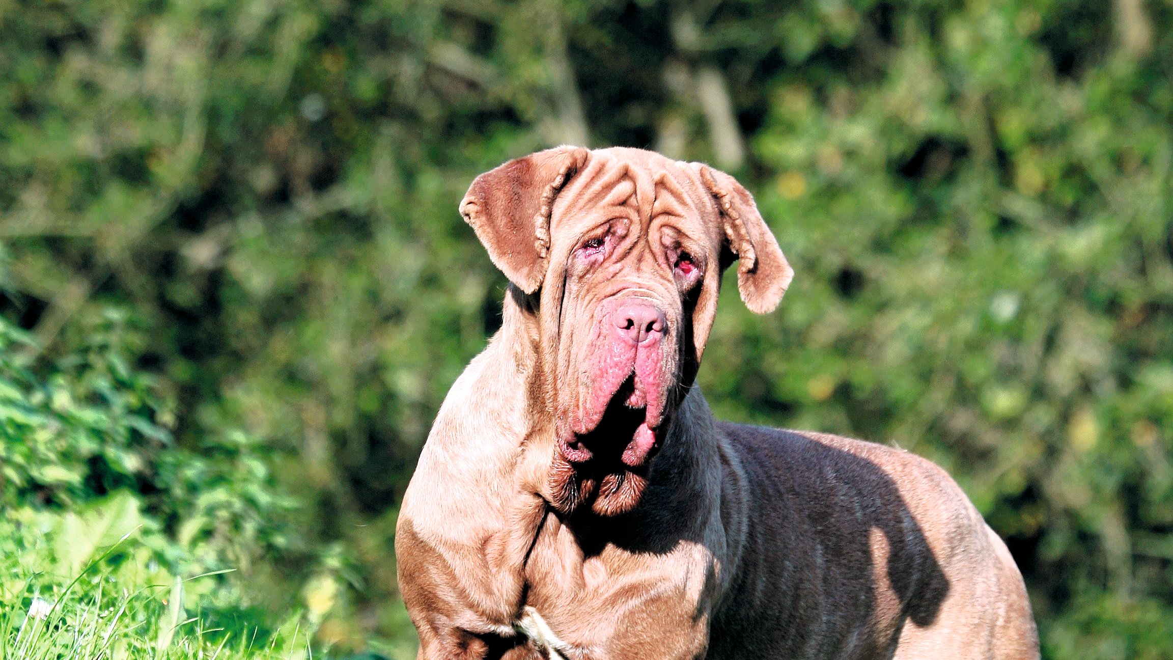 Neapolitan Mastiff looking at camera