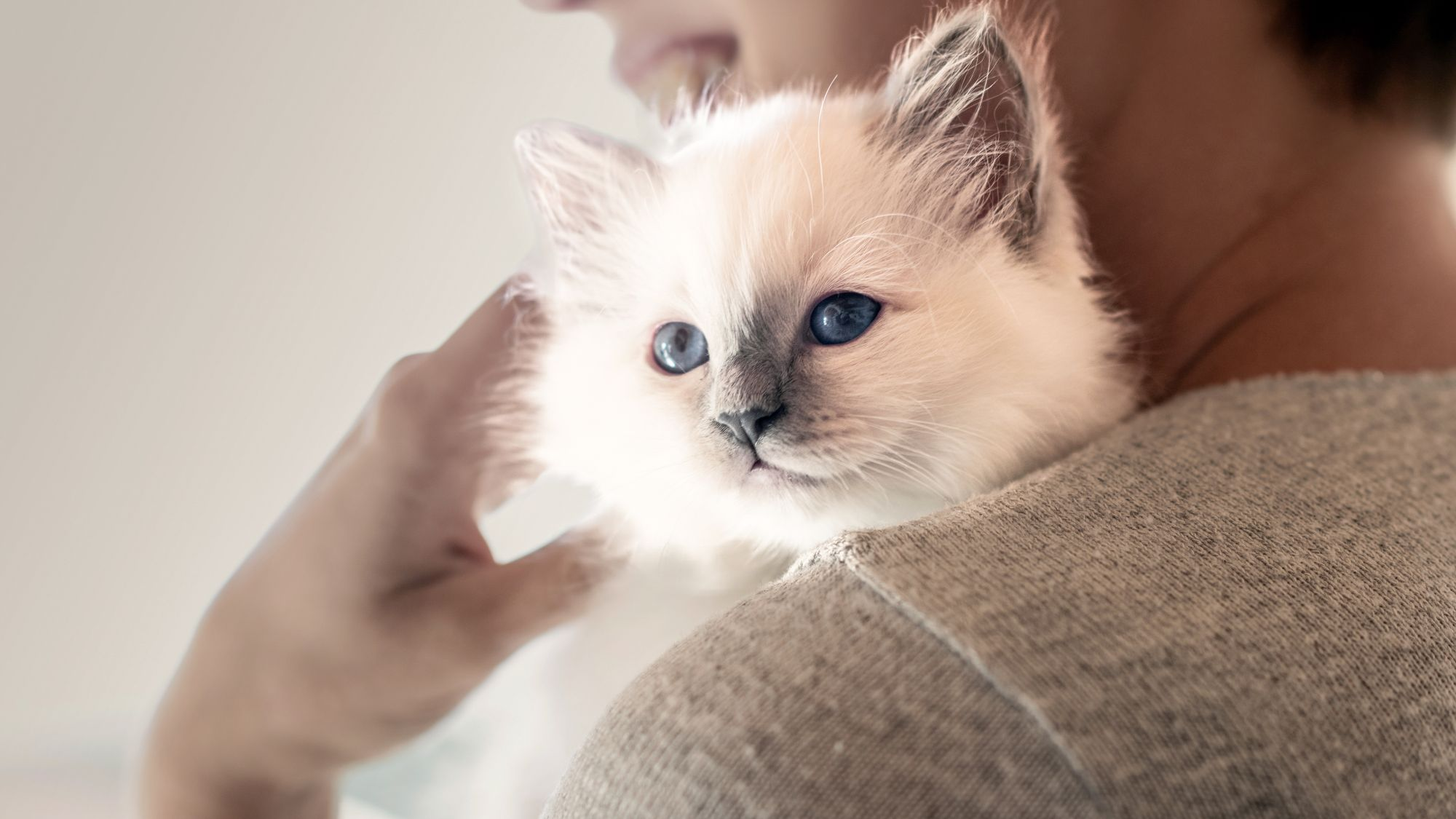 Sacred Birman kitten being held by its owner