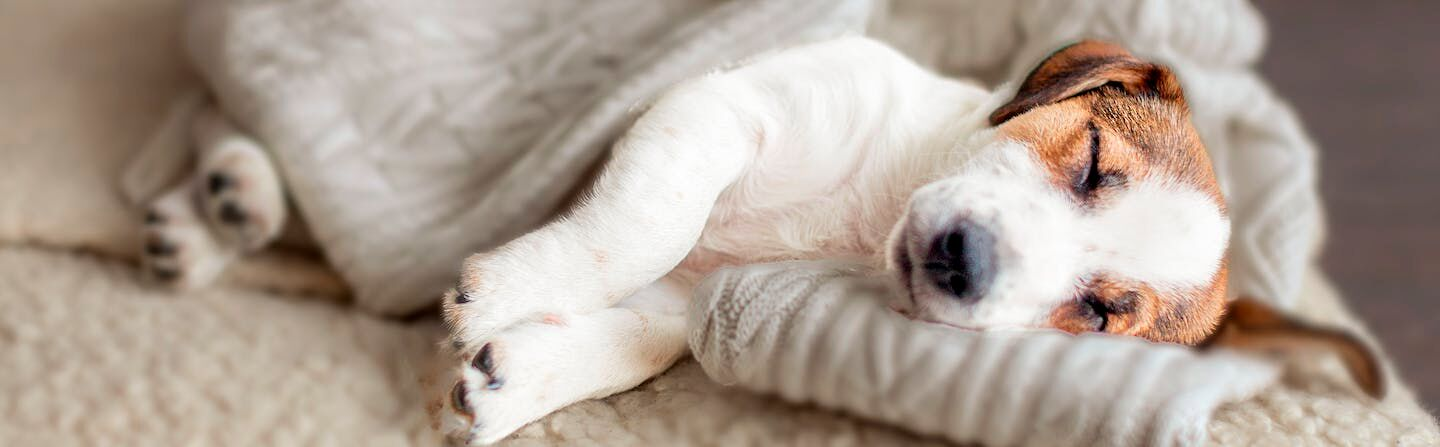 jack russell terrier puppy sleeping on a dog bed