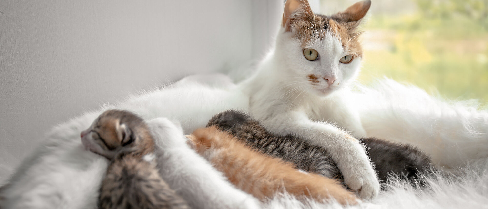 Image of a mother cat and her litter of young kittens