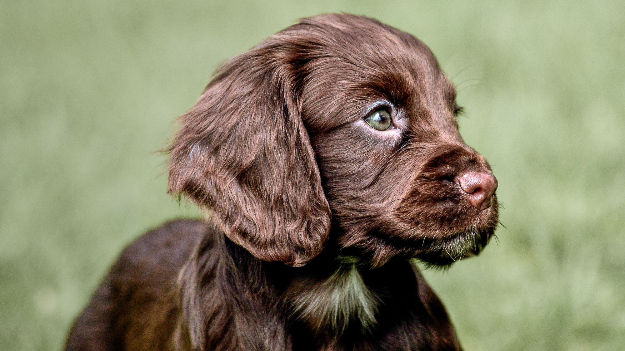 English Cocker Spaniel puppy standing outdoors in a garden