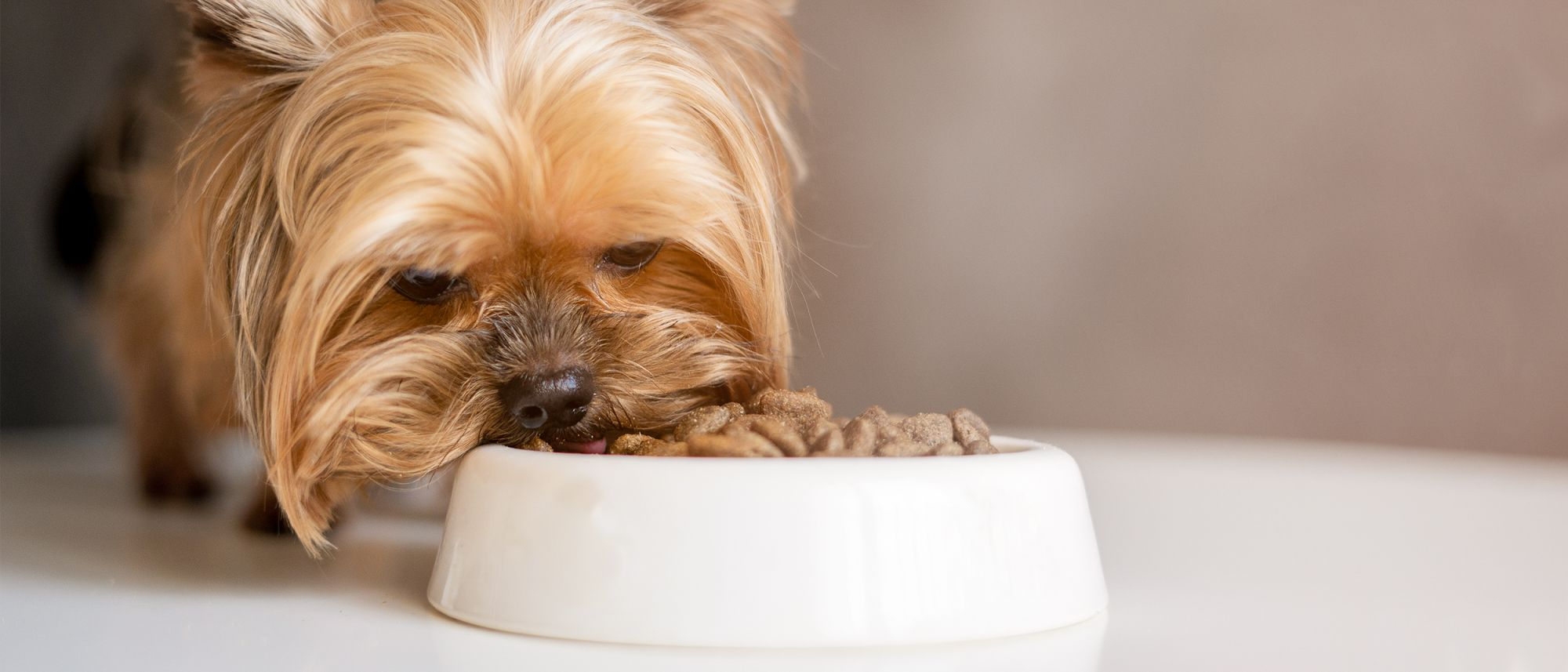 Good food for store yorkies