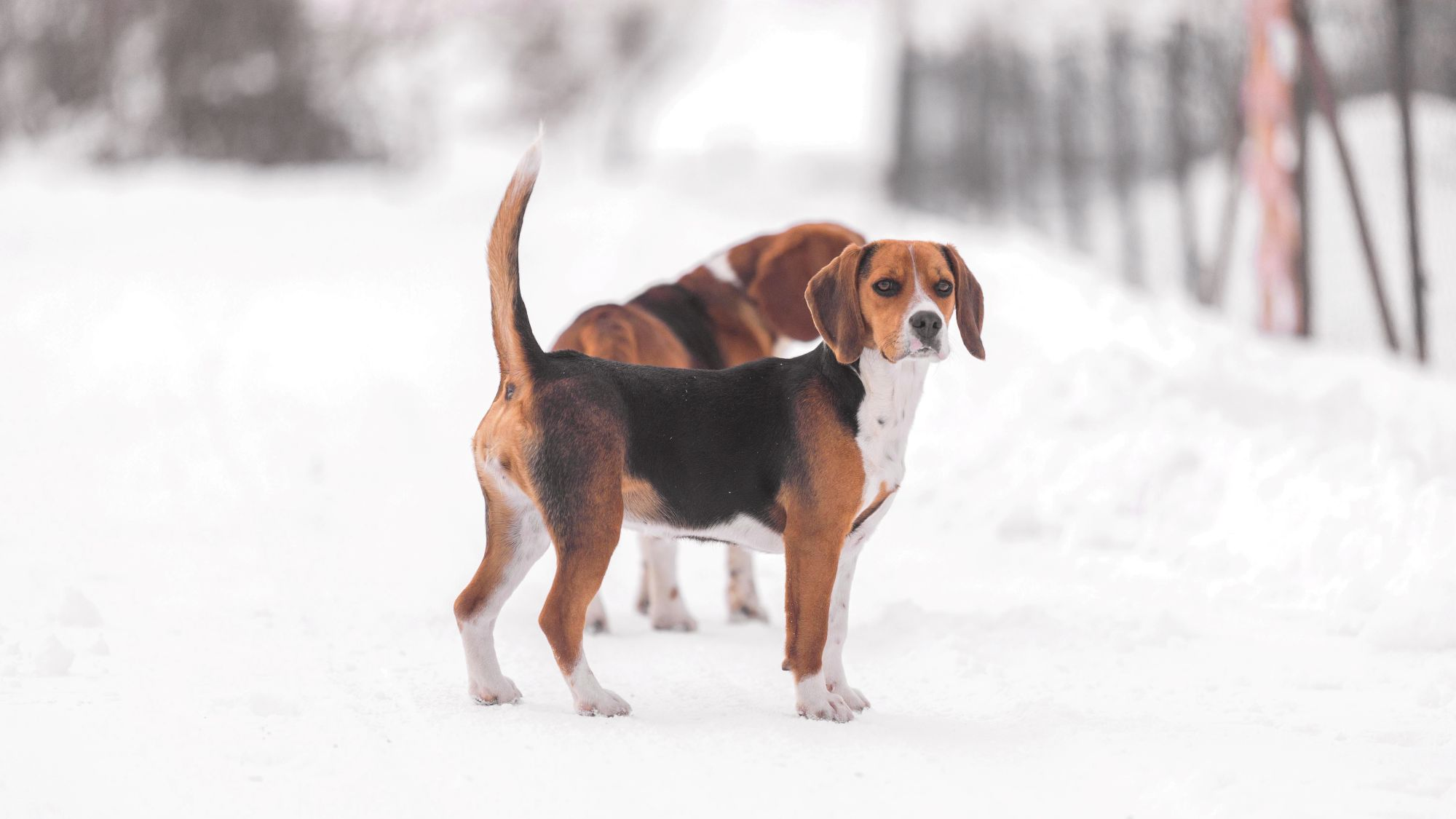 Two Beagle Harriers stood on a snowy track