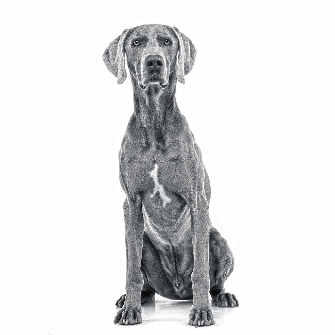 Royal canin weimaraner sale