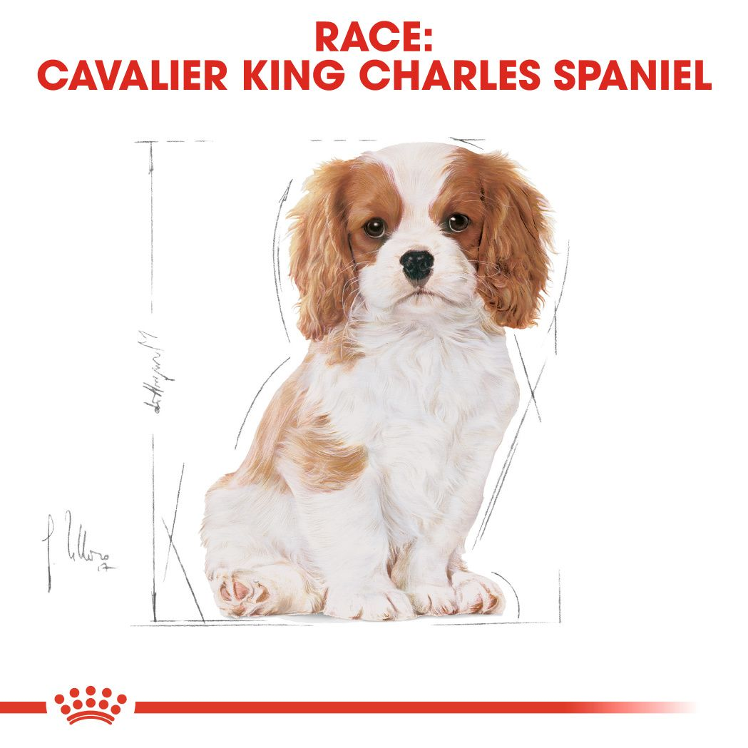 Cavalier King Charles Puppy