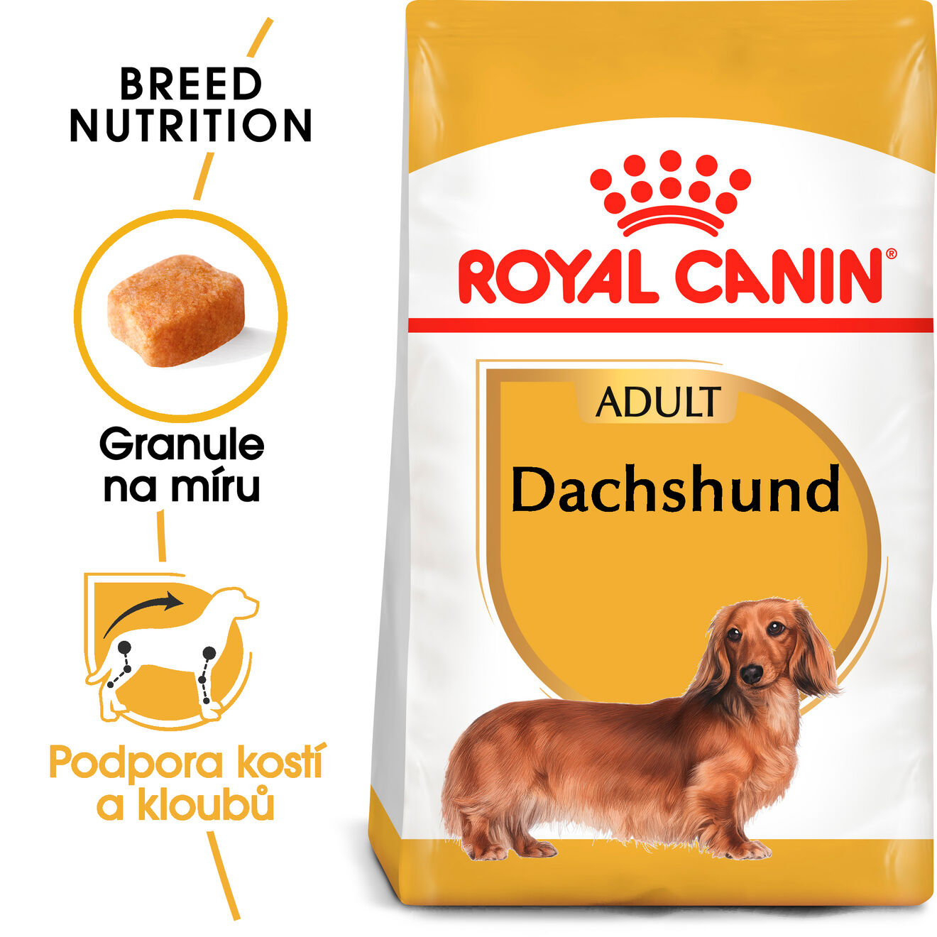 Dachshund adult