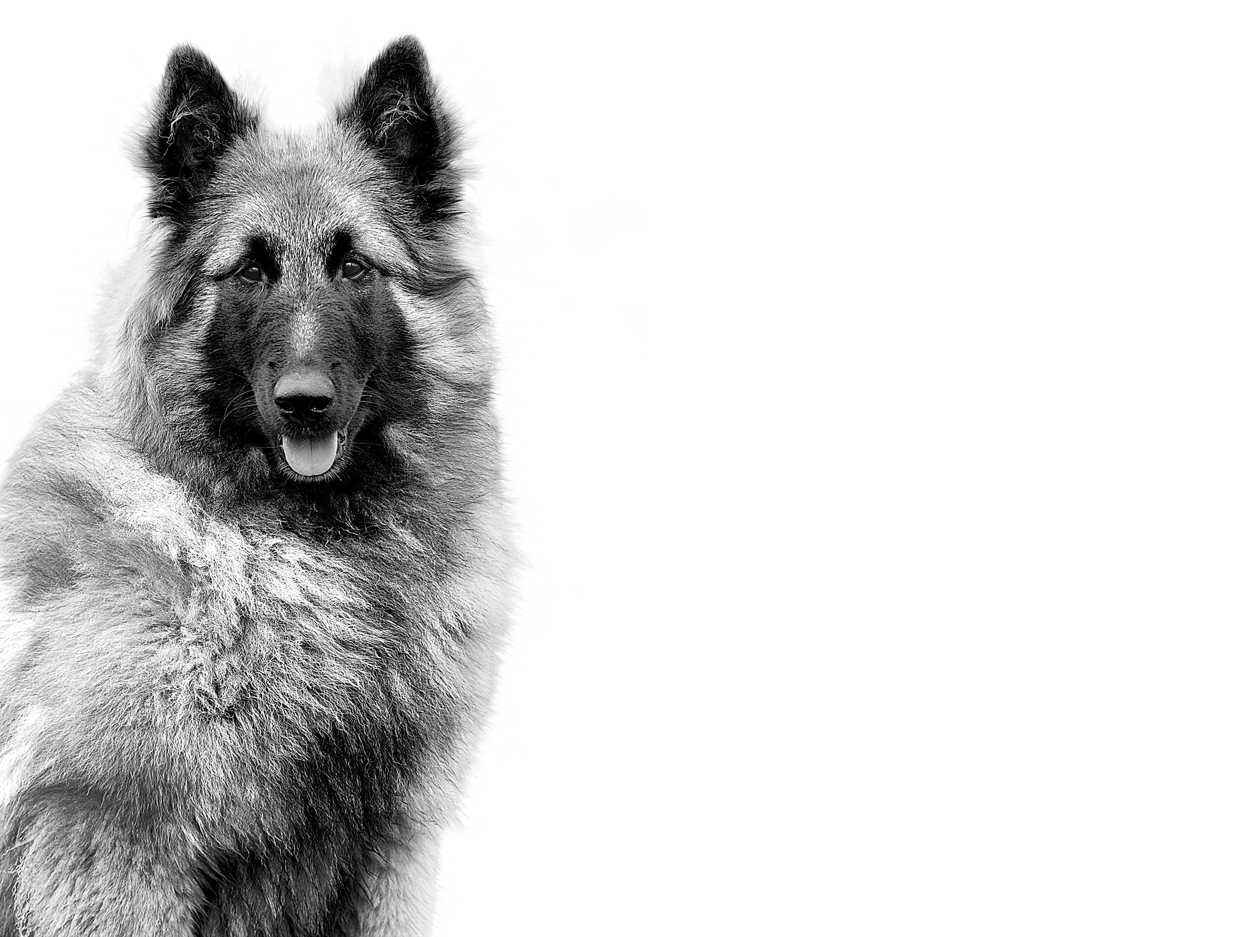 Belgian Shepherd adult black and white