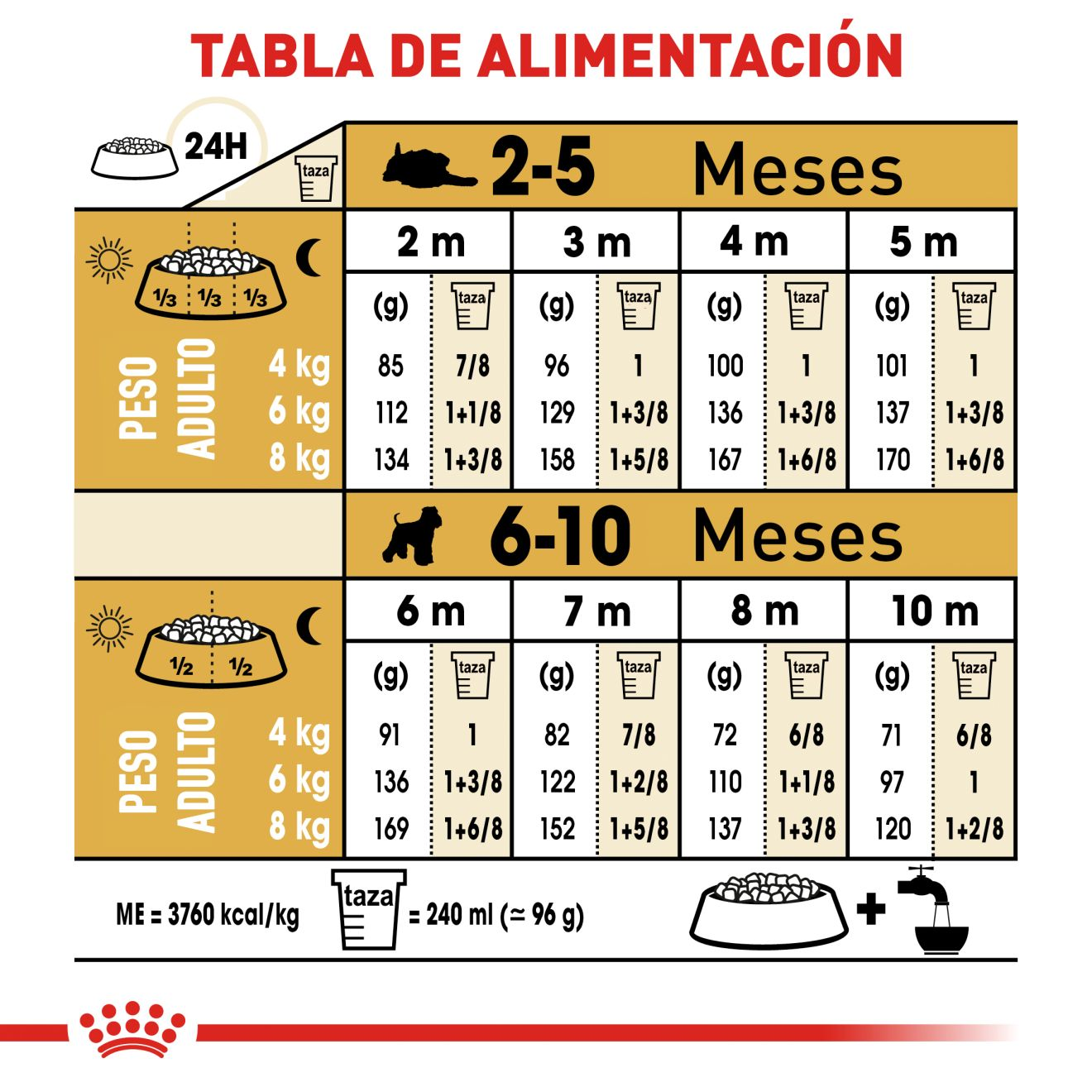 Schnauzer Miniatura Cachorro