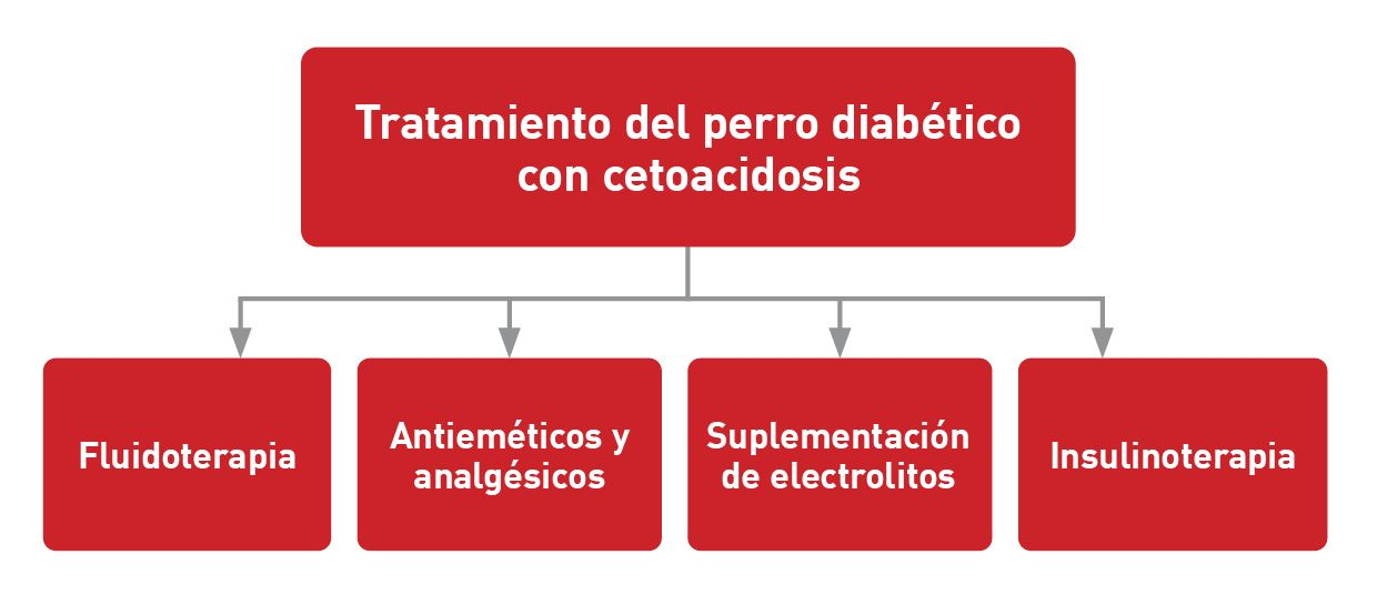 Los perros con CAD necesitan un plan terapéutico multifacético y equilibrado
