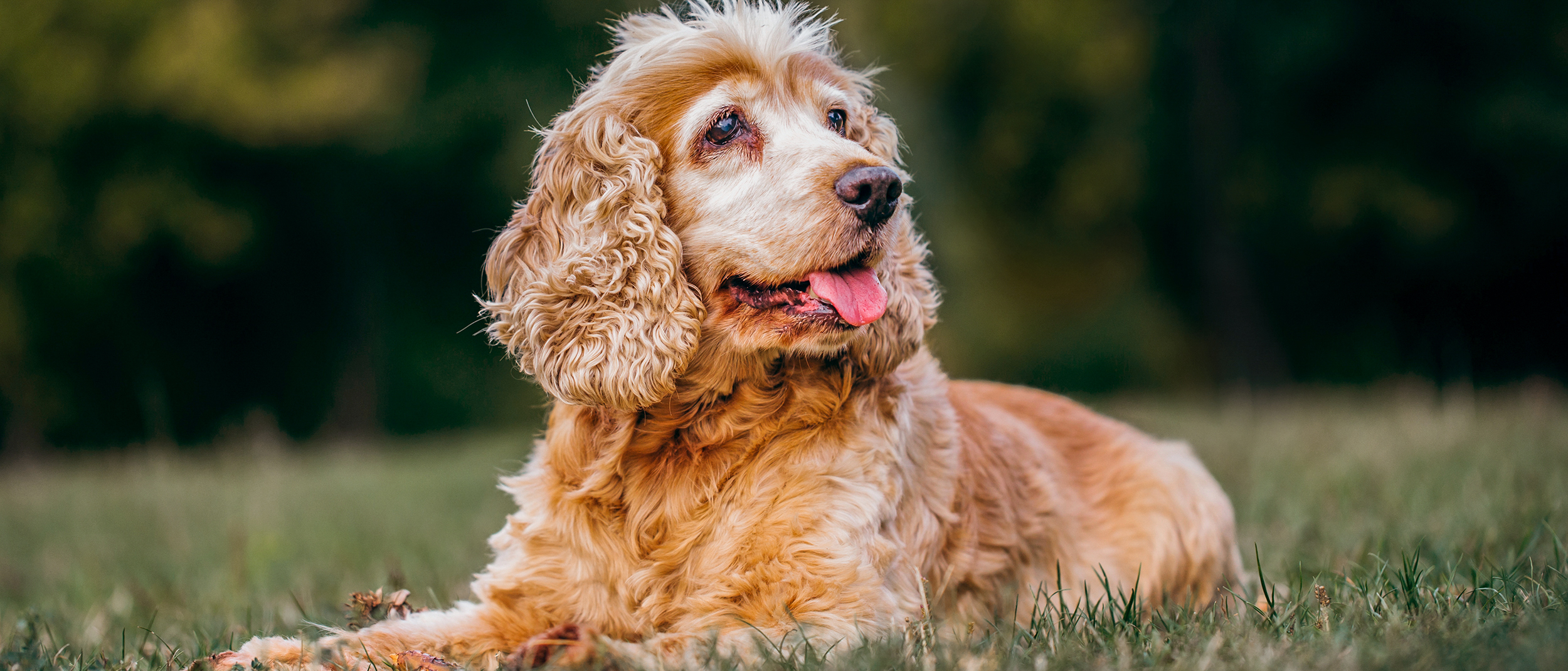 Cocker Spaniel Inglés de edad avanzada acostado al aire libre en un campo.