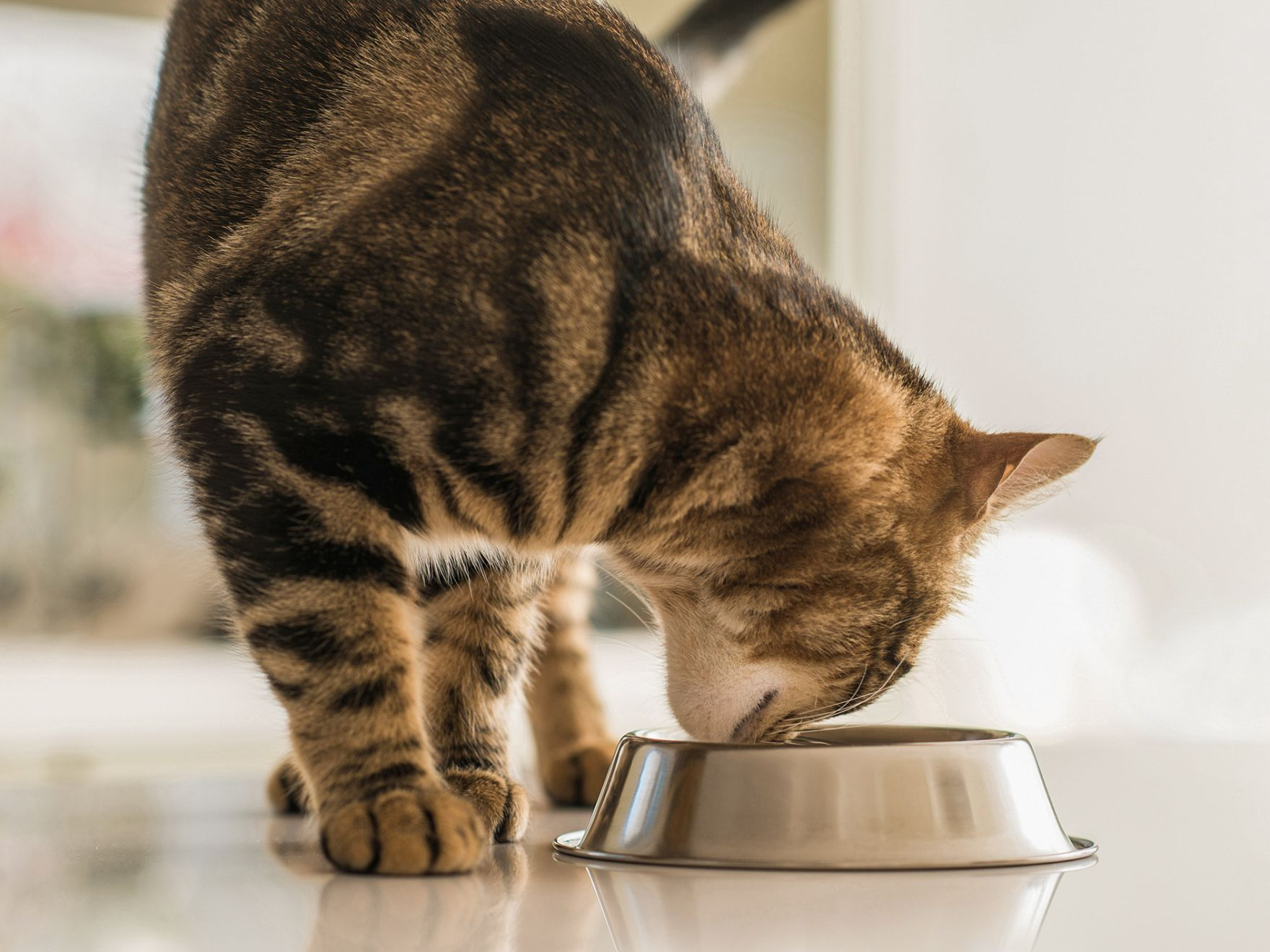 Eine ausgewachsene Katze frisst in einem Innenraum aus einem silbernen Napf