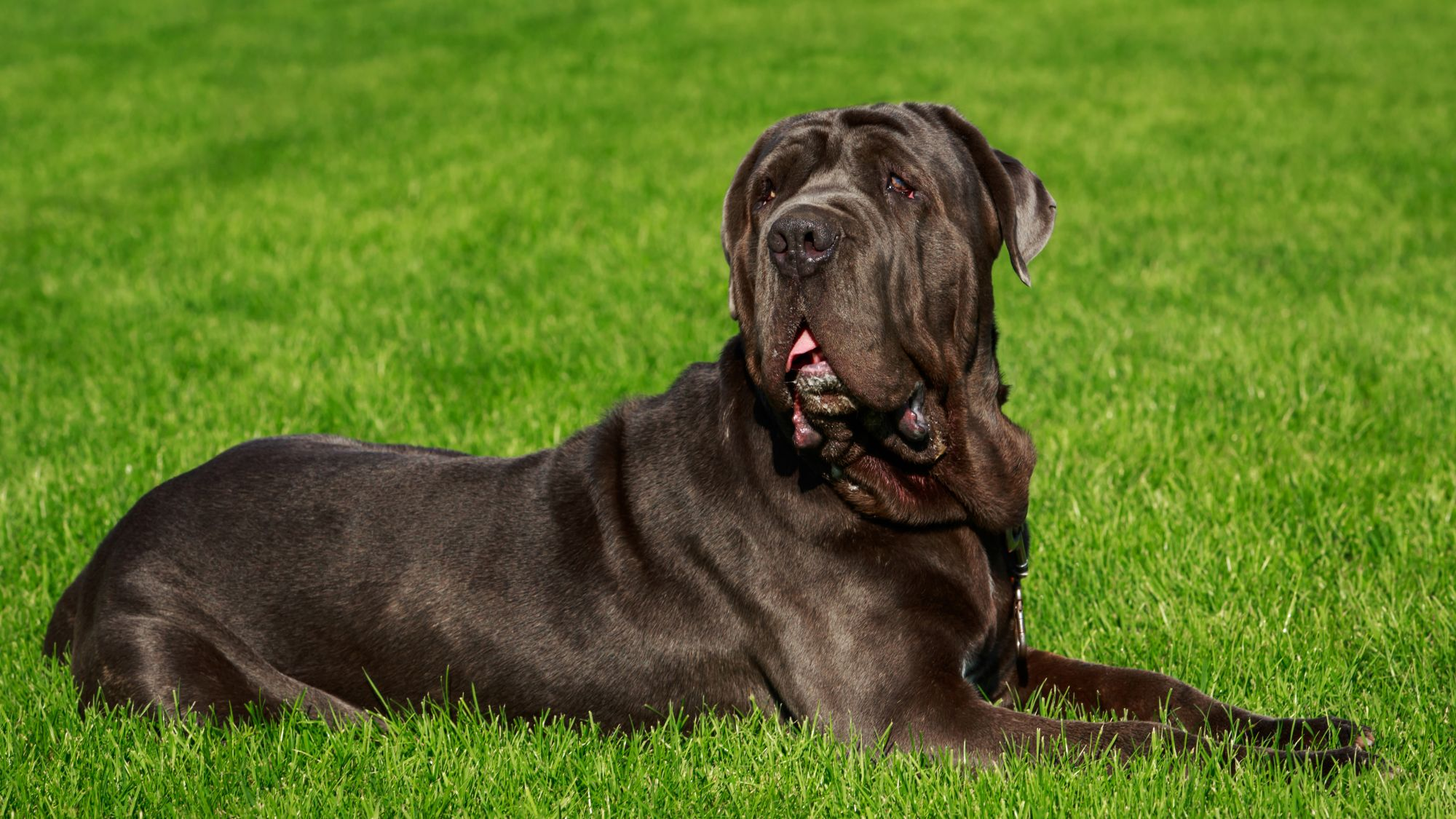 Neapolitan Mastiff lying on grass