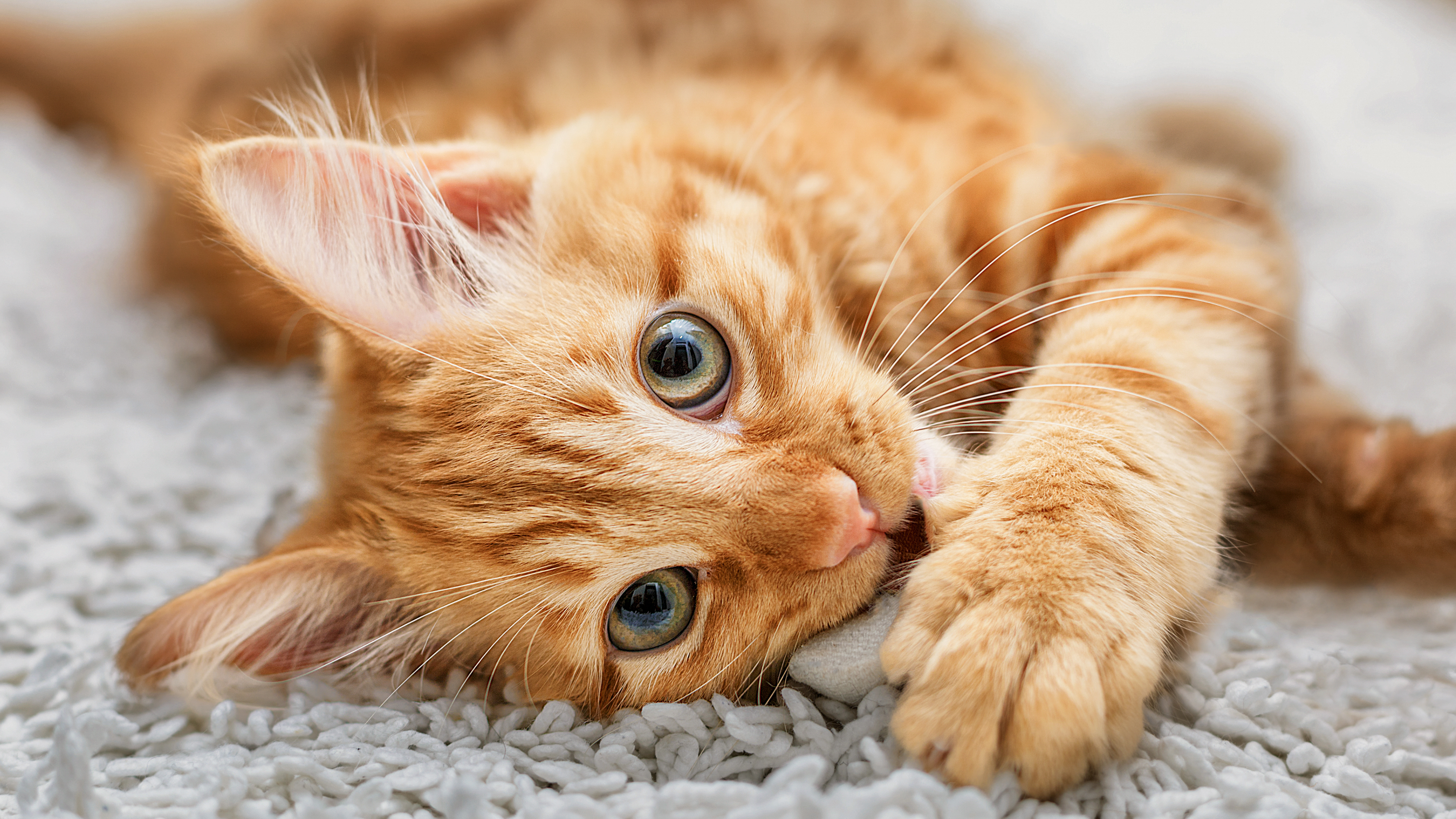 Ginger kitten playing with a toy on a white rug