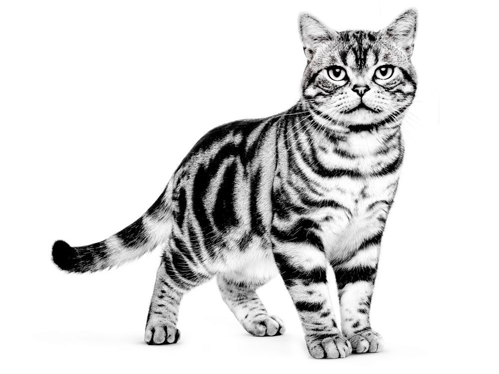 American Shorthair looking at camera in black and white
