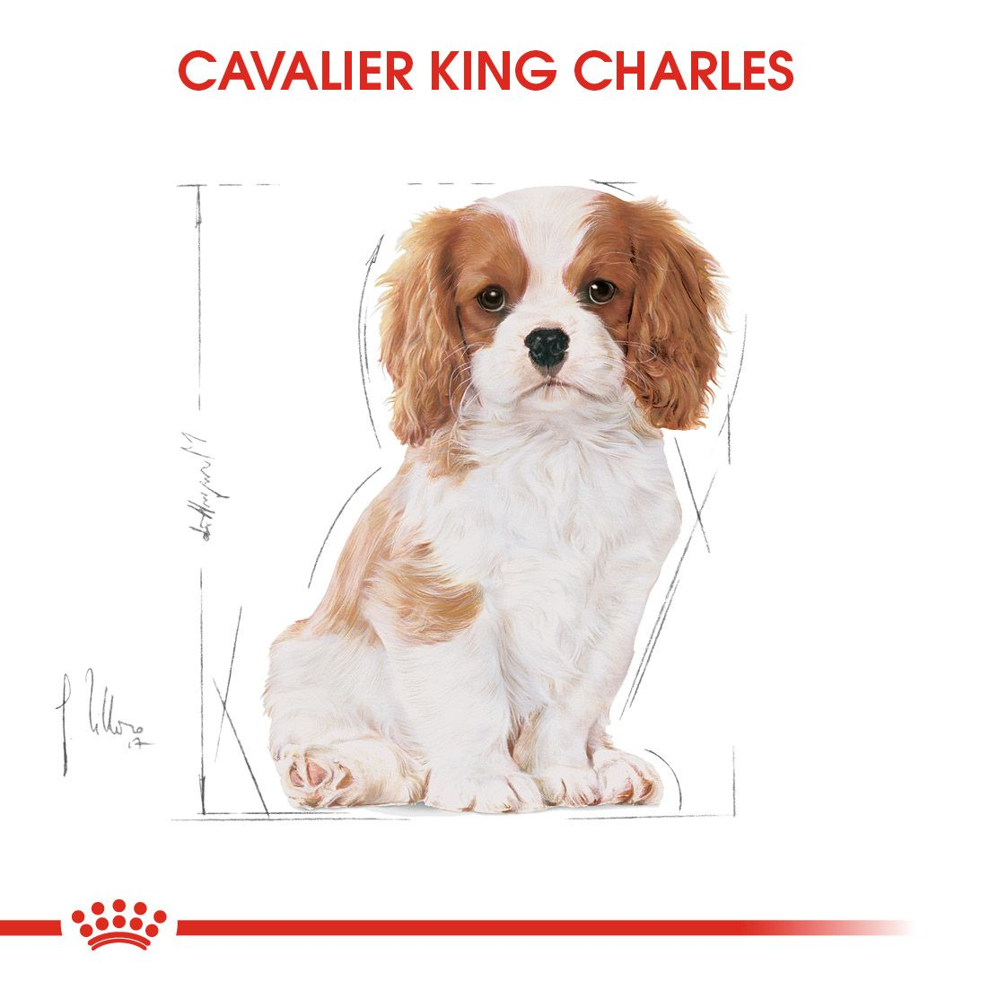 Cavalier King Charles Puppy