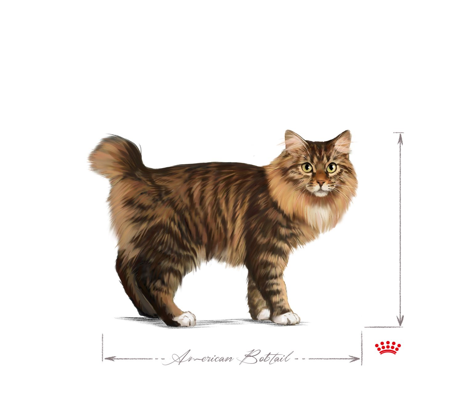 American bobtail adult sitting