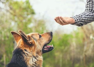 To help Max with his training, the owner should reward him with kibble taken from his calculated daily allowance