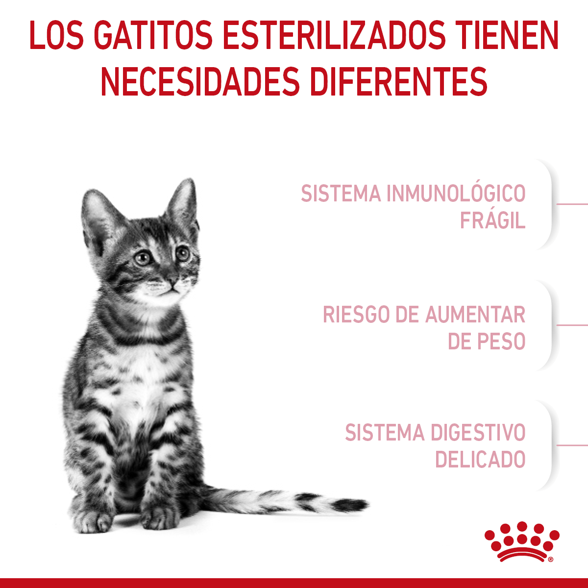 Kitten Spayed