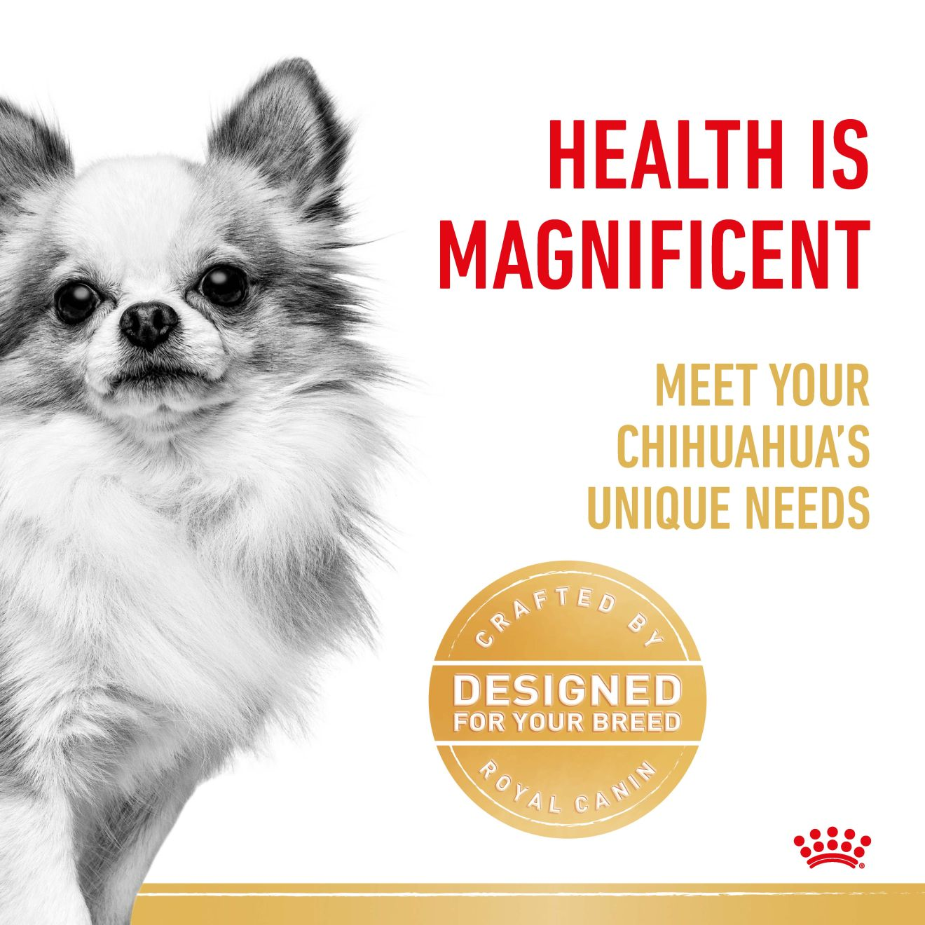 Chihuahua Adult