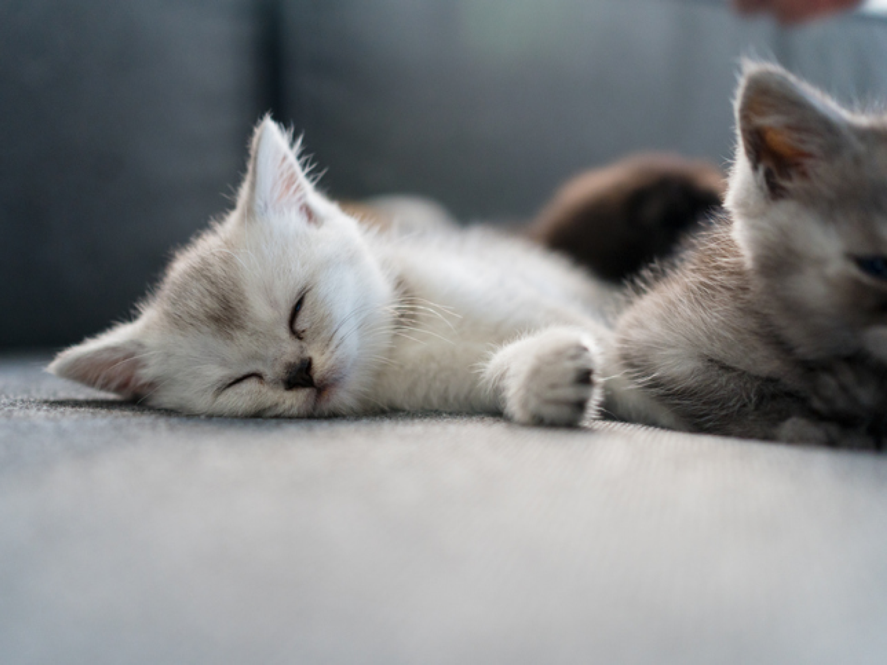 pequeño gatito blanco durmiendo en el sofá