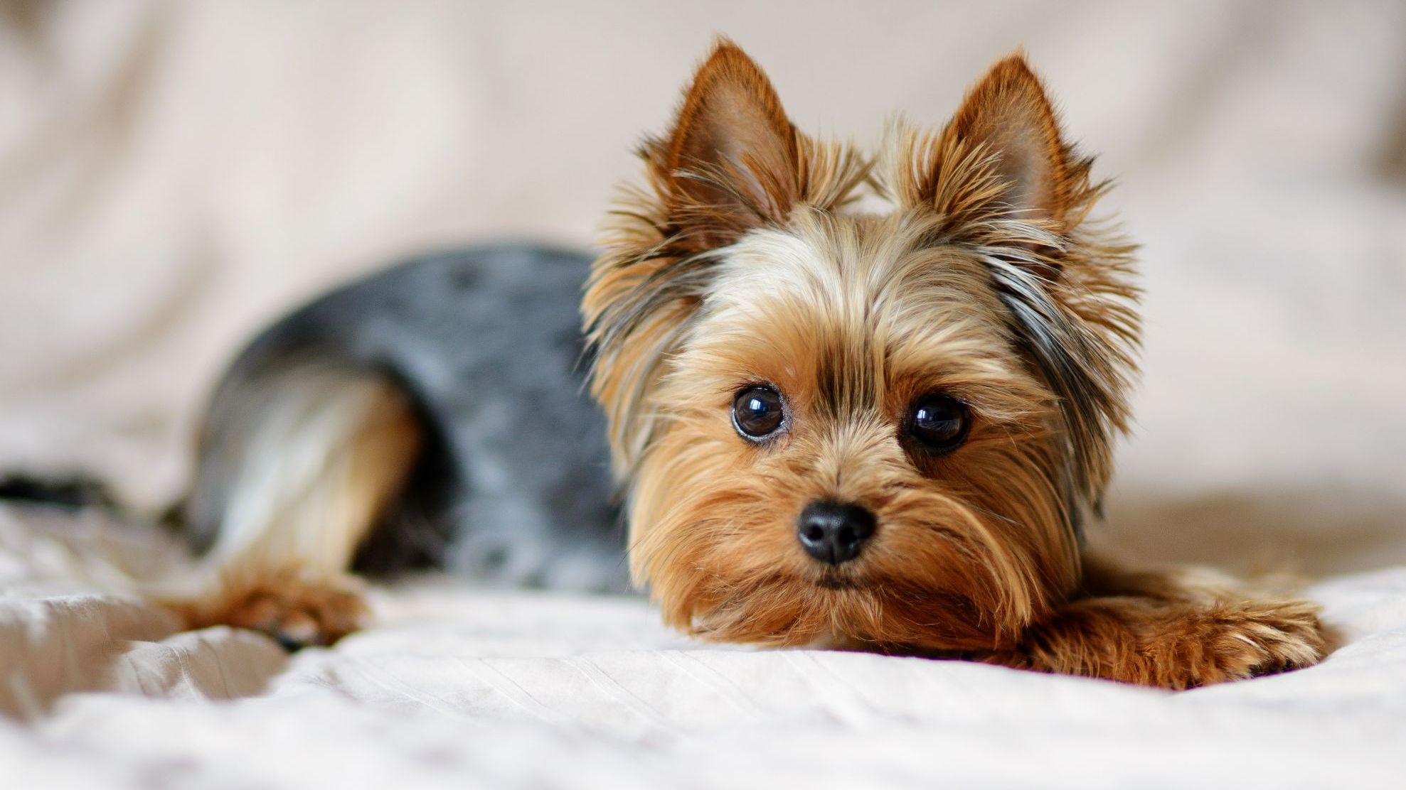 Yorkshire terrier à l'intérieur en train de se reposer